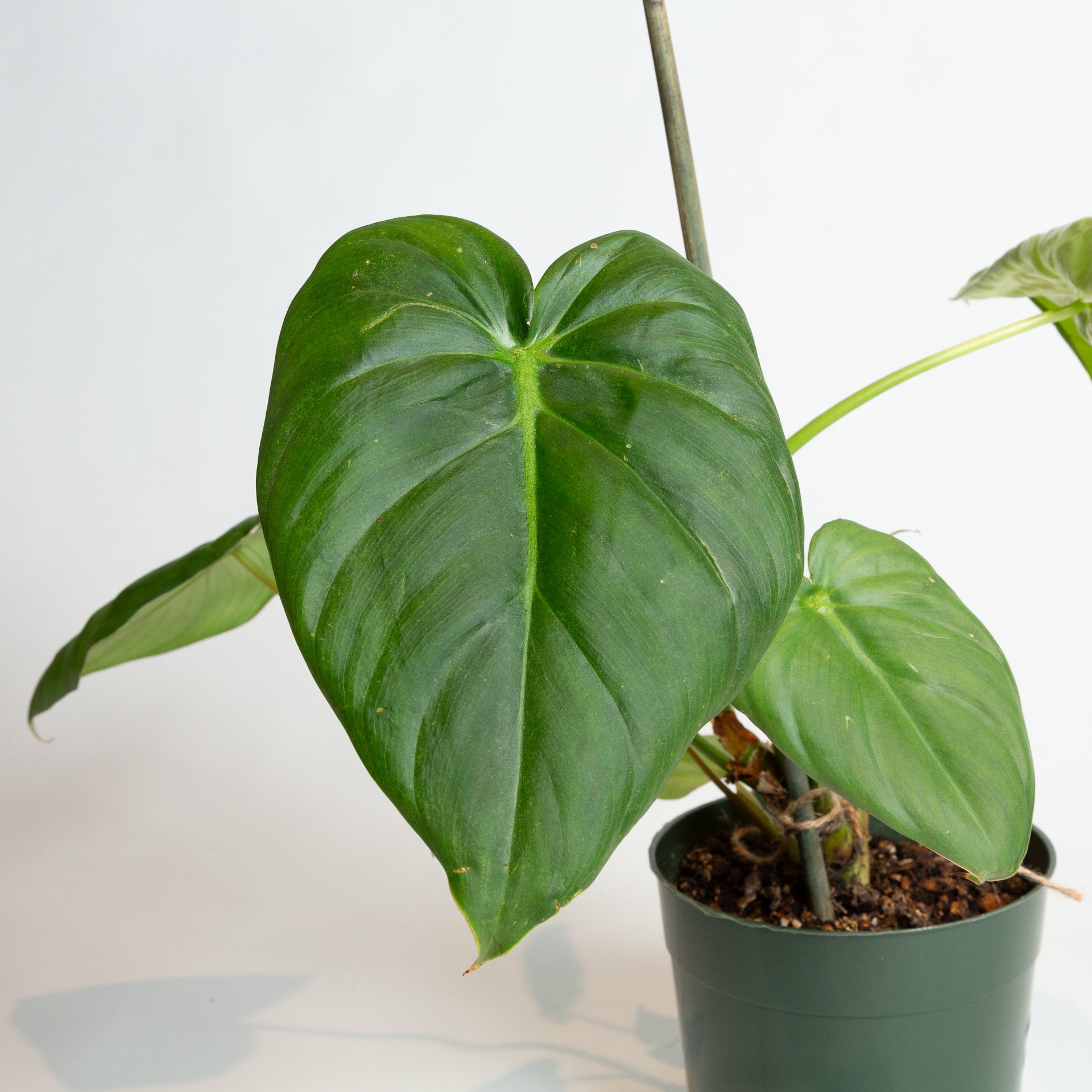 Philodendron 'Nangaritense' 6" - Urban Sprouts