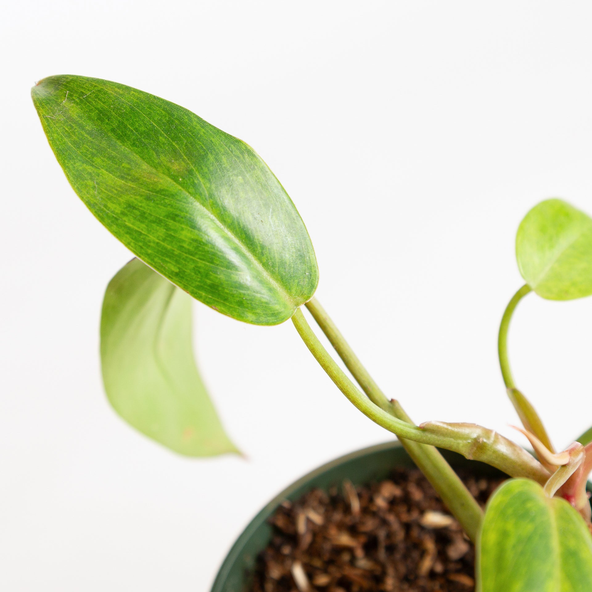Philodendron 'Painted Lady' 4" - Urban Sprouts