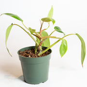 Philodendron 'Painted Lady' 4" - Urban Sprouts