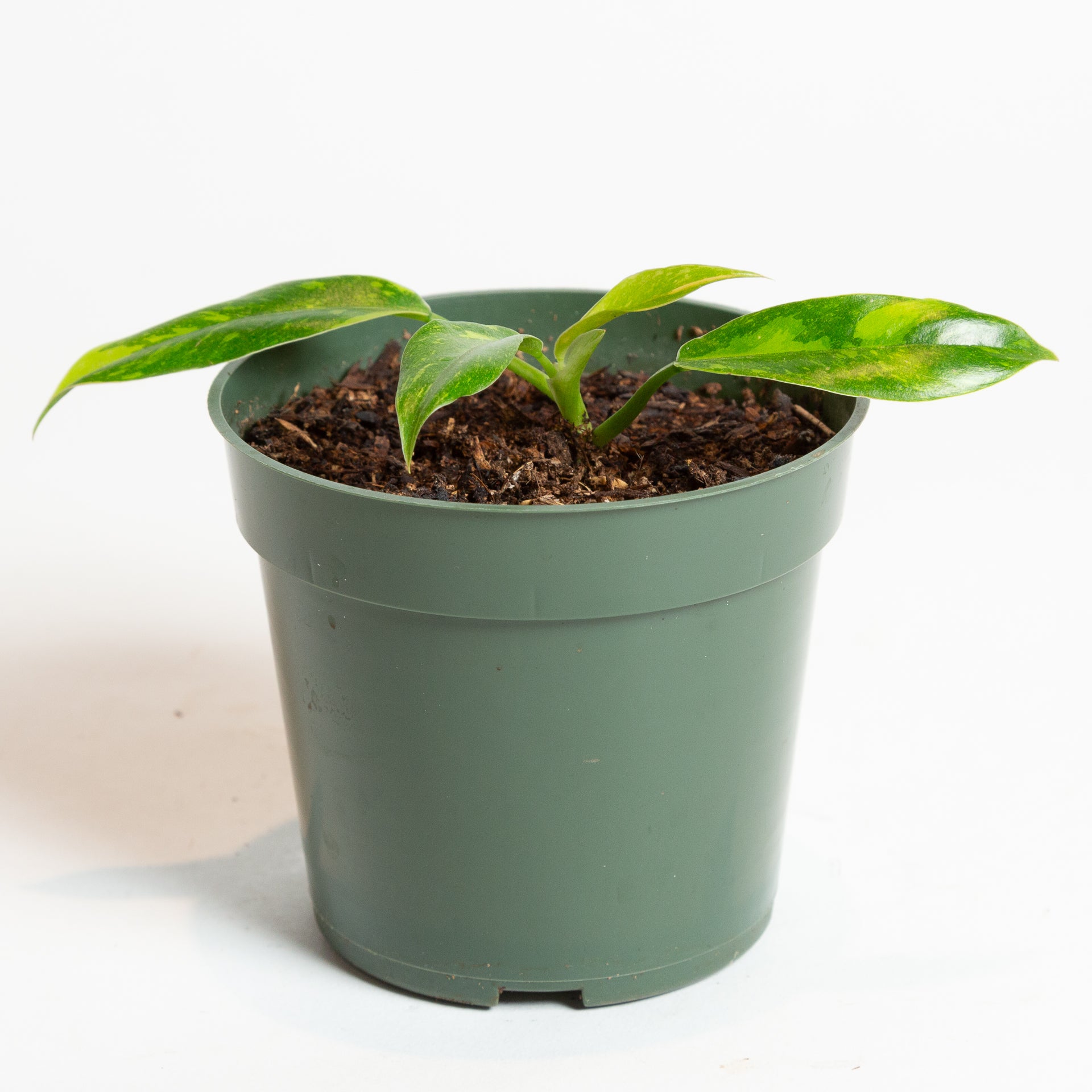 Philodendron 'Paraiso Verde' 4" - Urban Sprouts