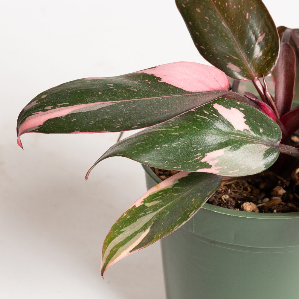 Philodendron 'Pink Princess - Pink Marble' 4" - Urban Sprouts