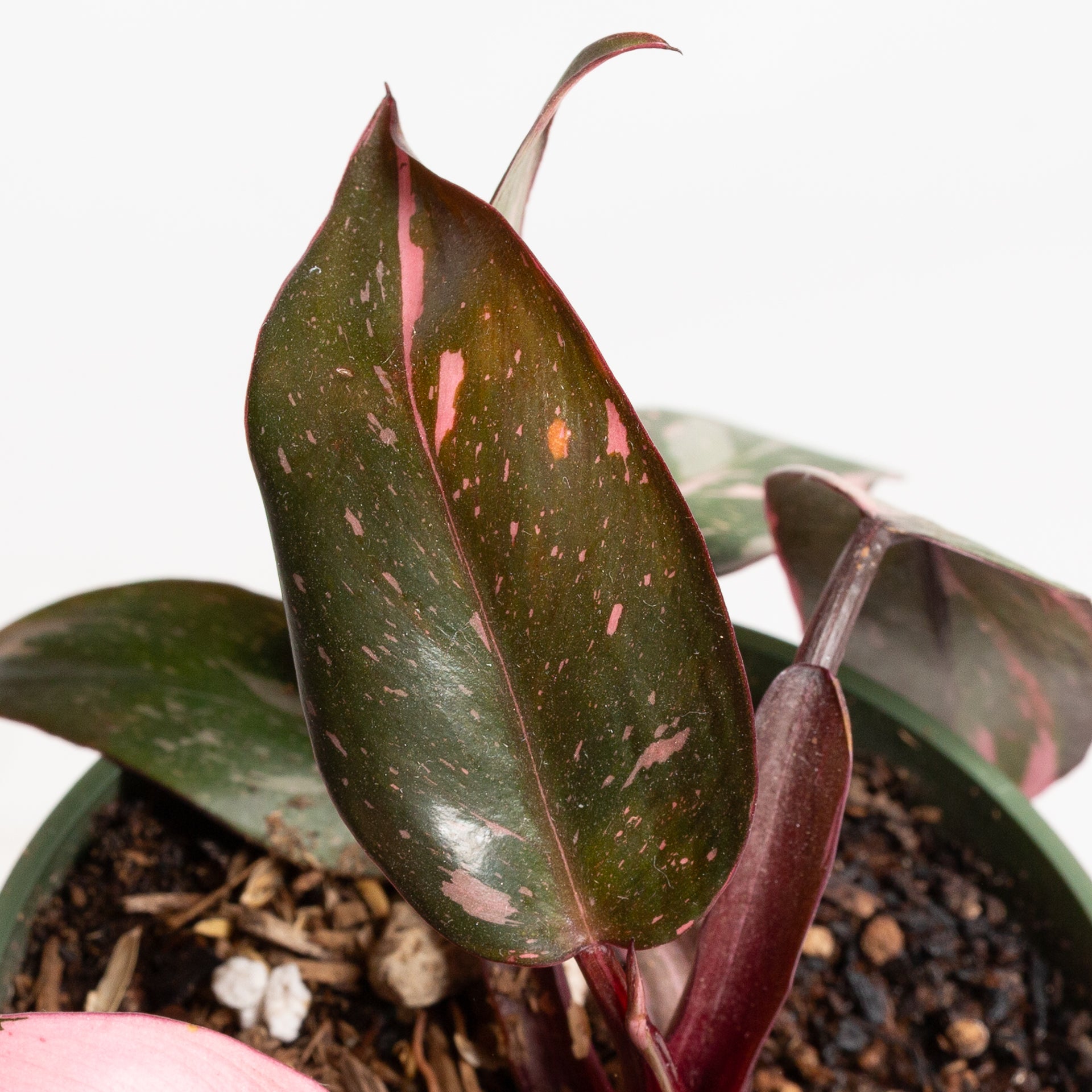 Philodendron 'Pink Princess - Pink Marble' 4"