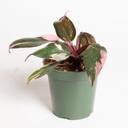 Philodendron 'Pink Princess - Pink Marble' 4"