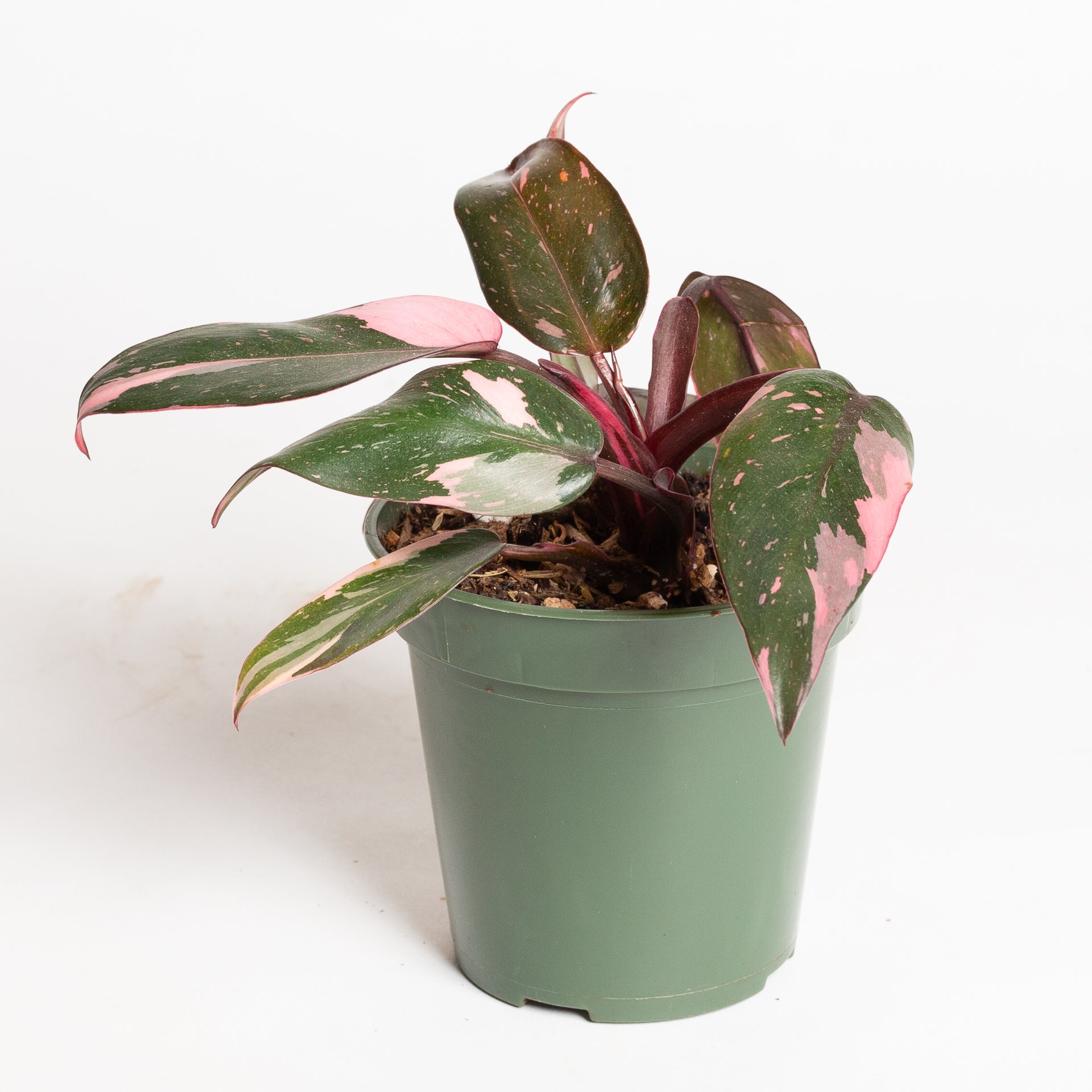 Philodendron 'Pink Princess - Pink Marble' 4"