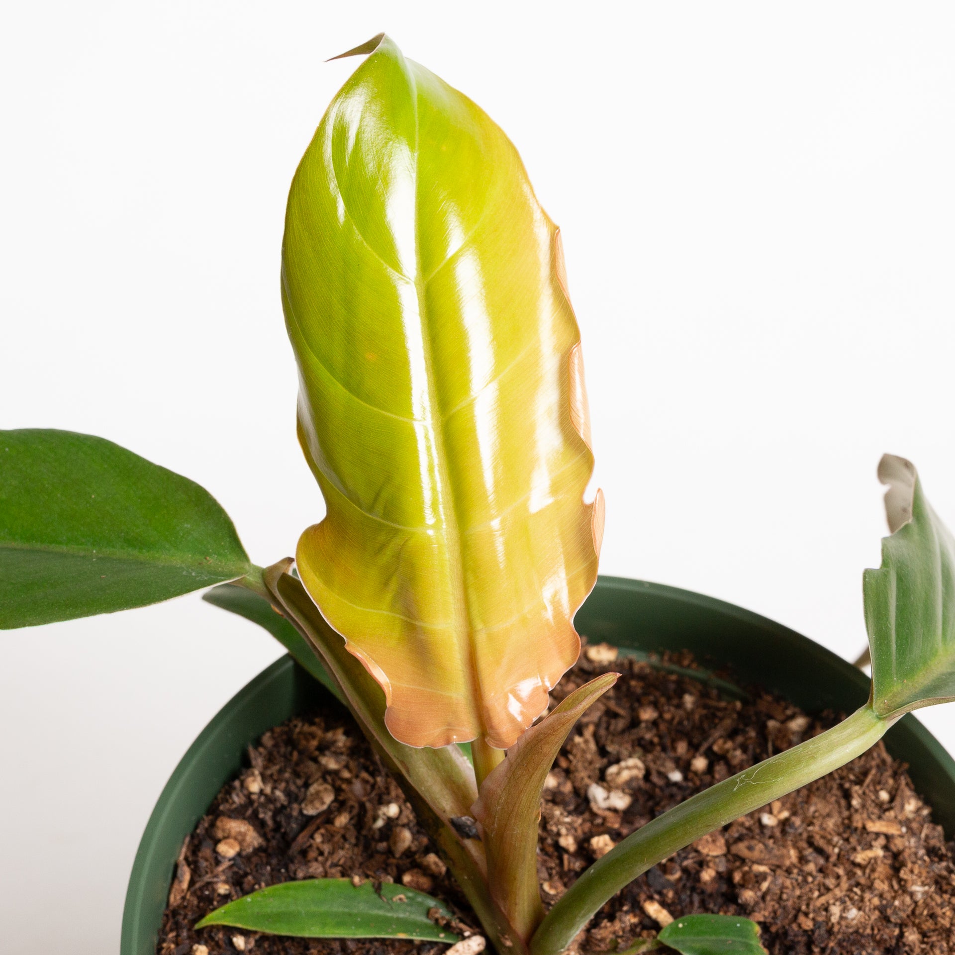 Philodendron 'Pluto' 6"