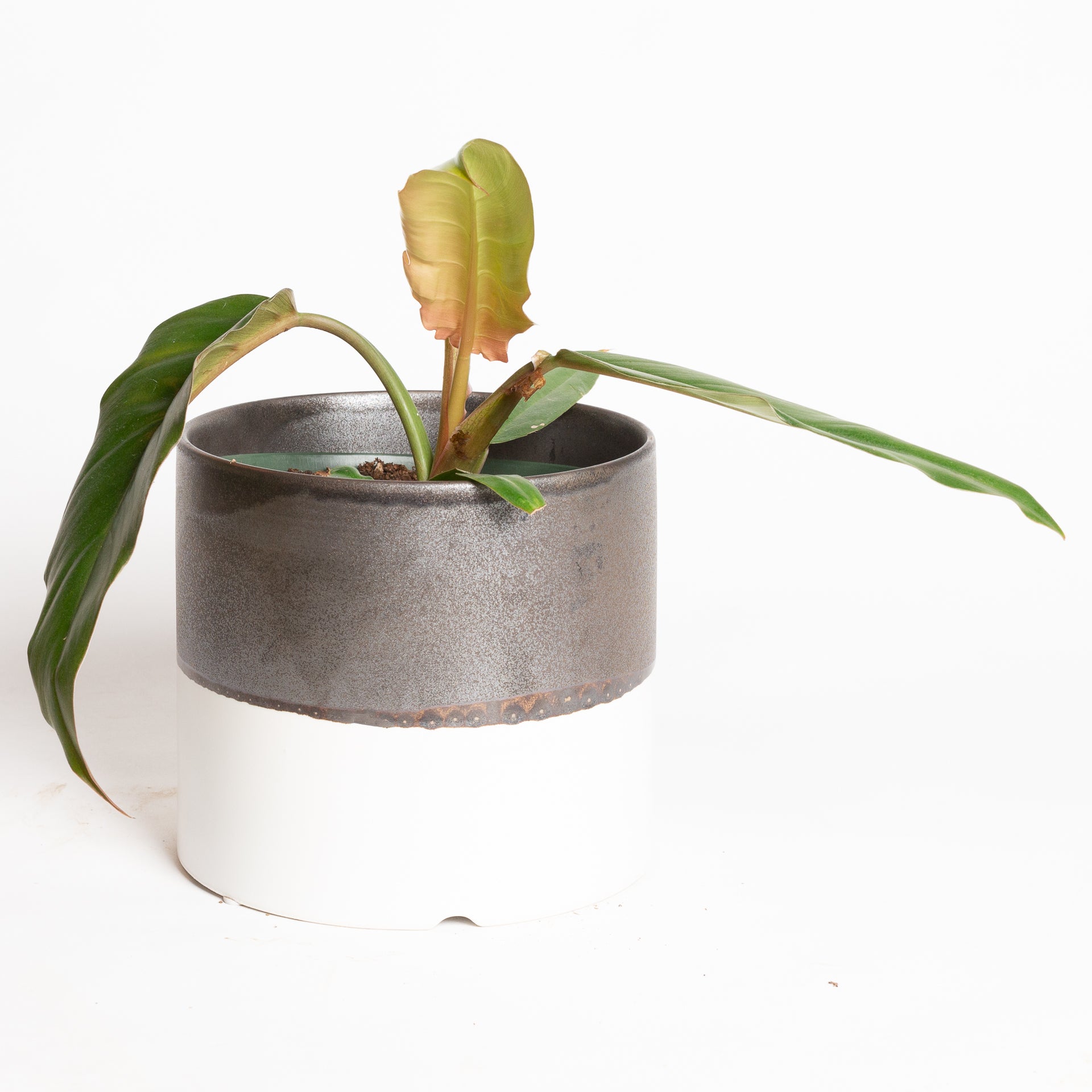 Philodendron 'Pluto' 6"