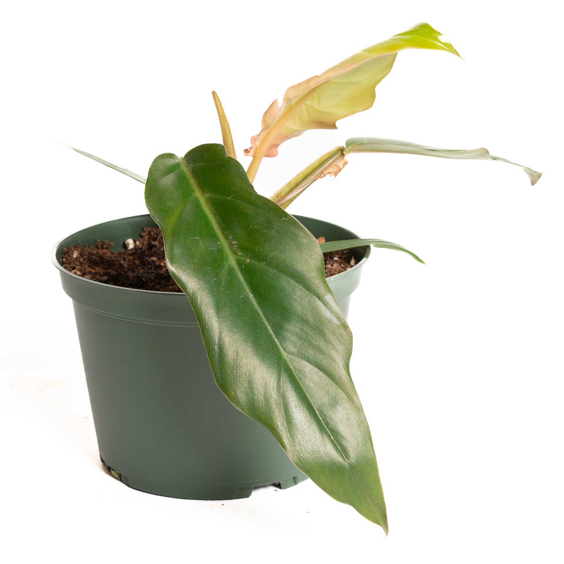 philodendron pluto Philodendron 'Pluto' 6" – Urban Sprouts
