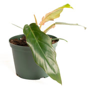 Philodendron 'Pluto' 6"