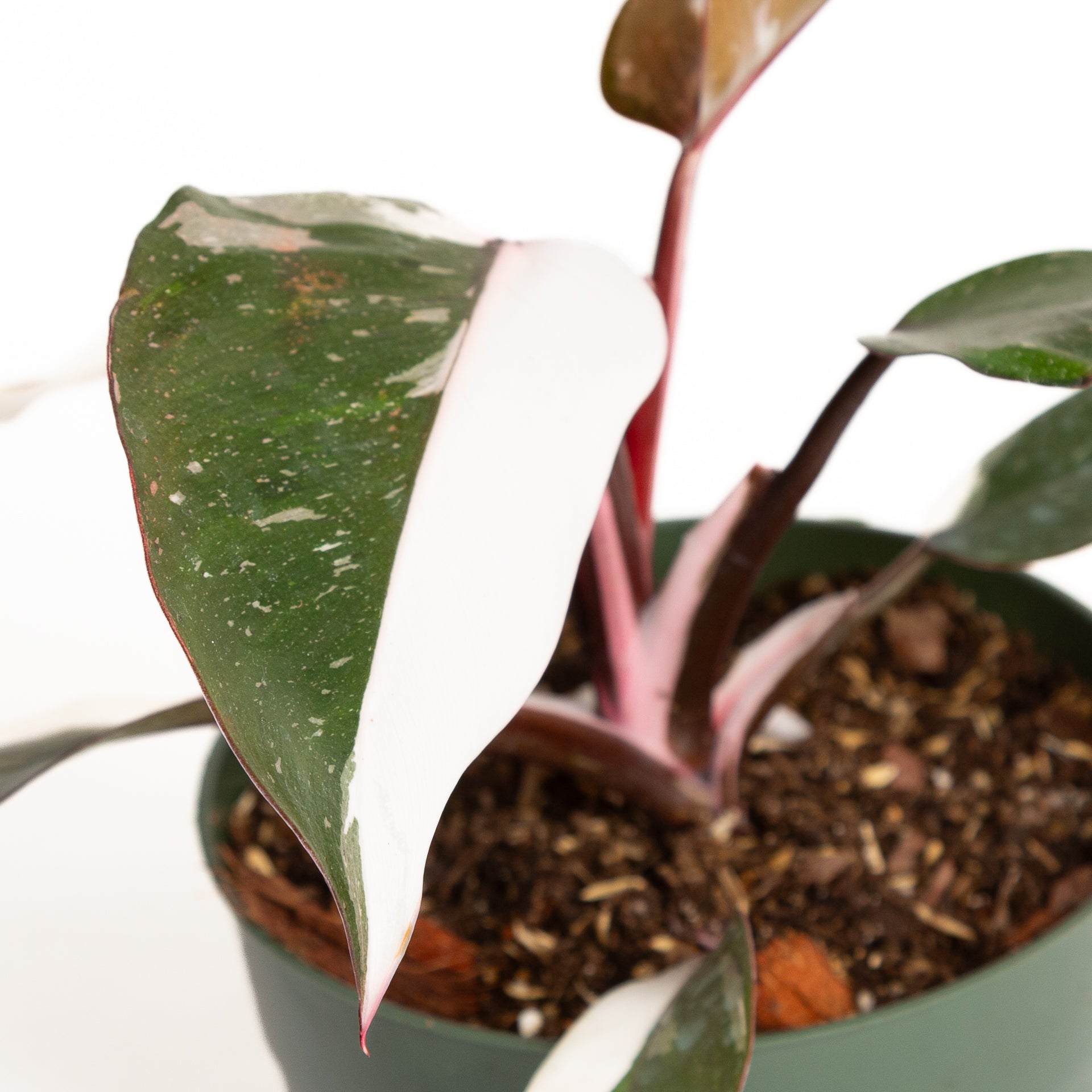 Philodendron 'Red Anderson Pink Knight' 6" - Urban Sprouts