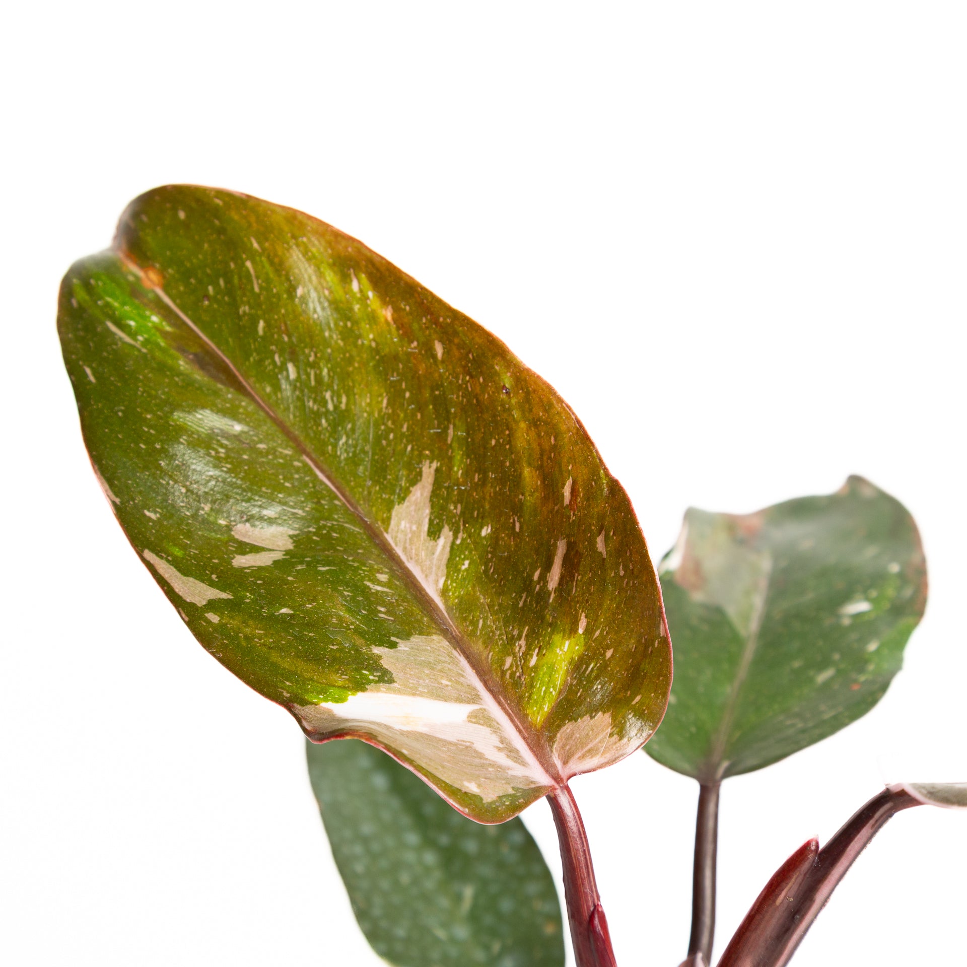 Philodendron 'Red Anderson Pink Knight' 6" - Urban Sprouts