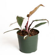Philodendron 'Red Anderson Pink Knight' 6" - Urban Sprouts