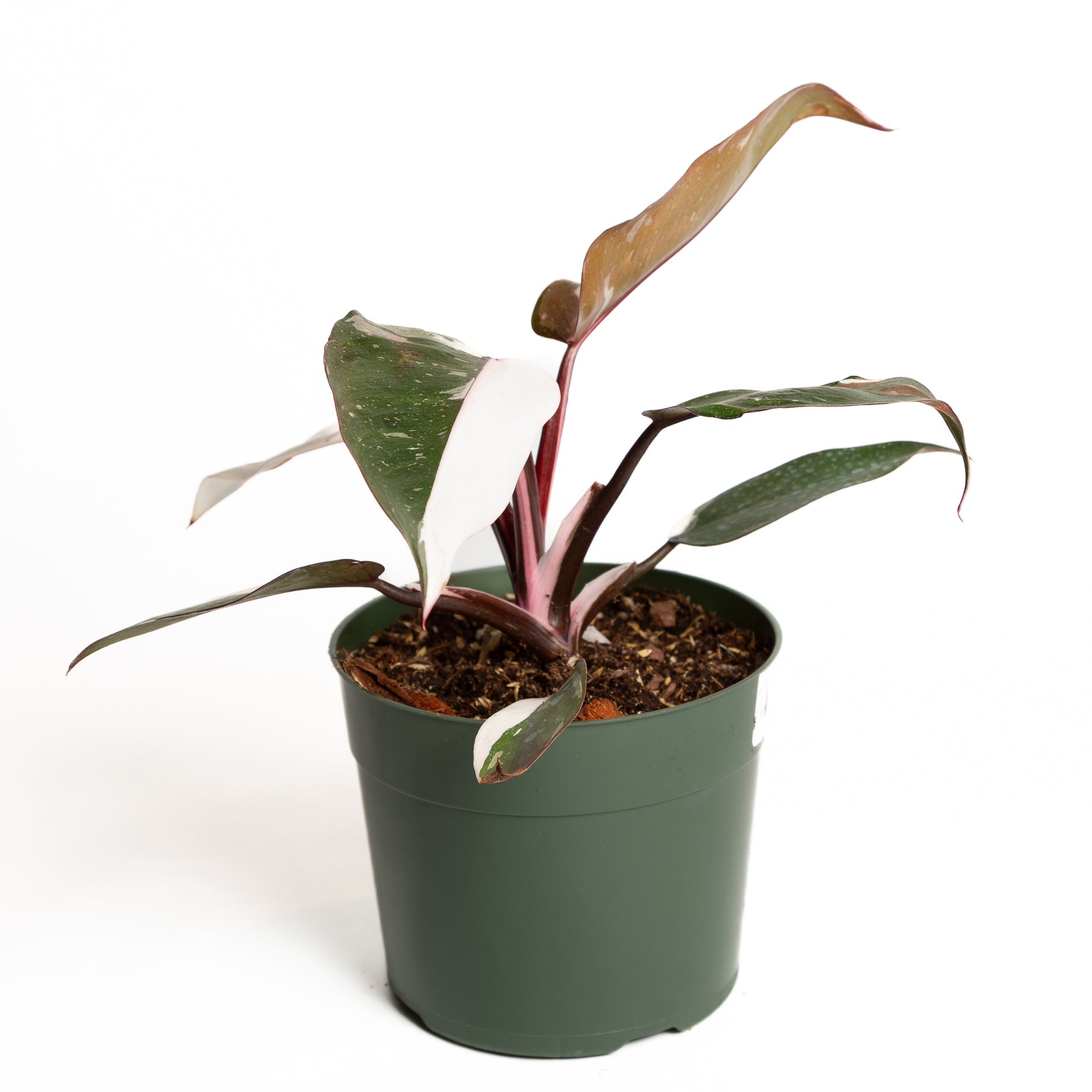 Philodendron 'Red Anderson Pink Knight' 6" - Urban Sprouts