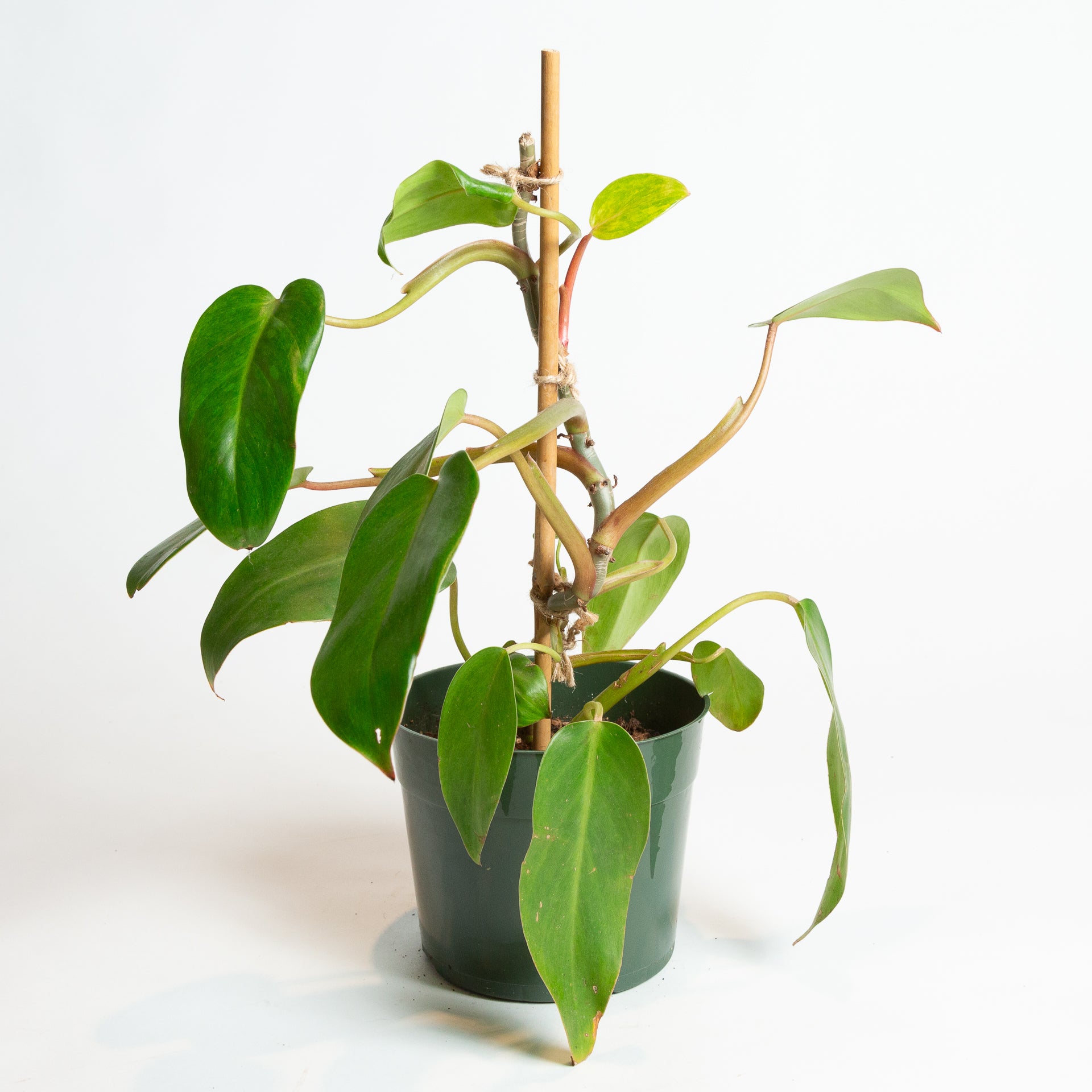 Philodendron 'Red Emerald' 6" - Urban Sprouts