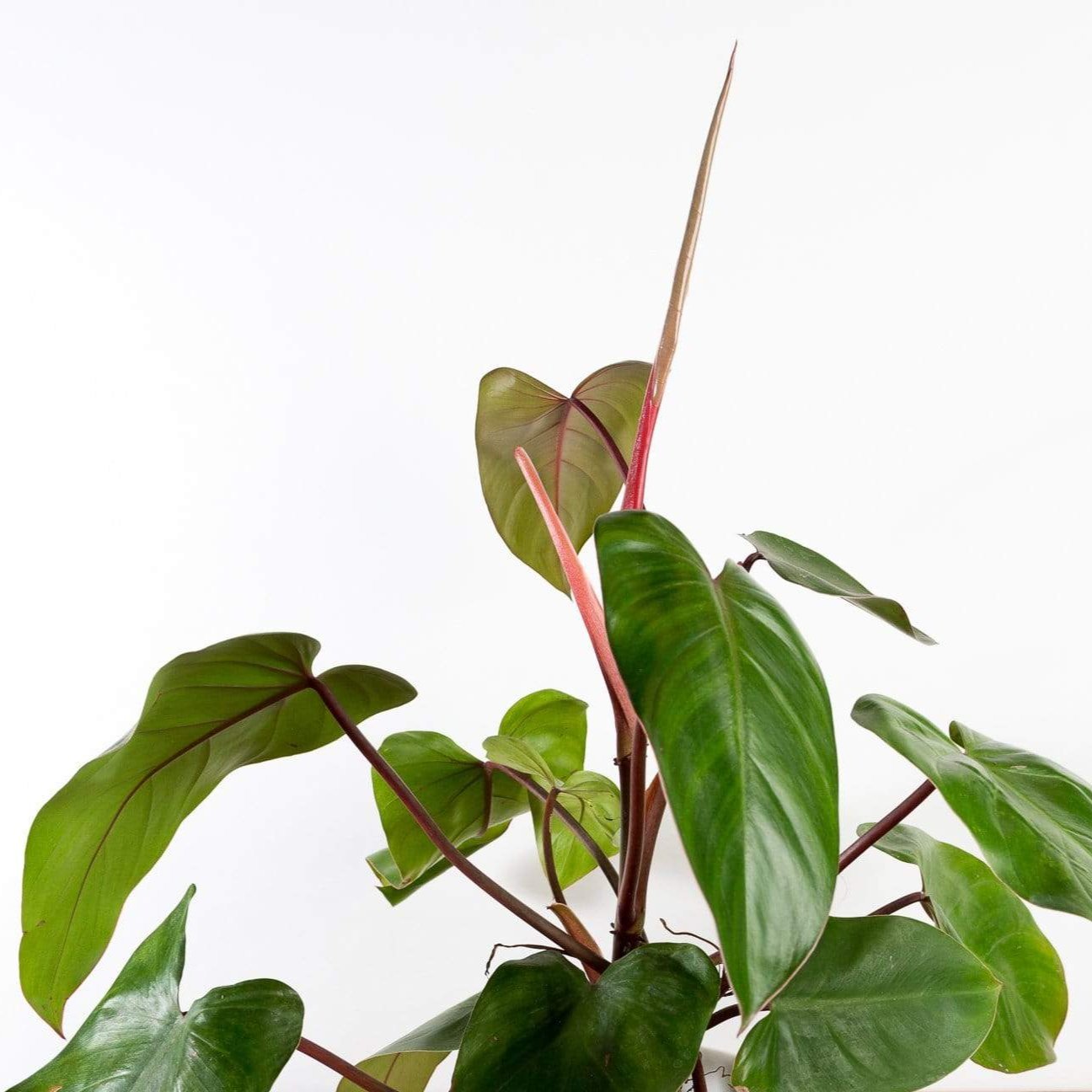 Urban Sprouts Plant Philodendron 'Red Emerald'