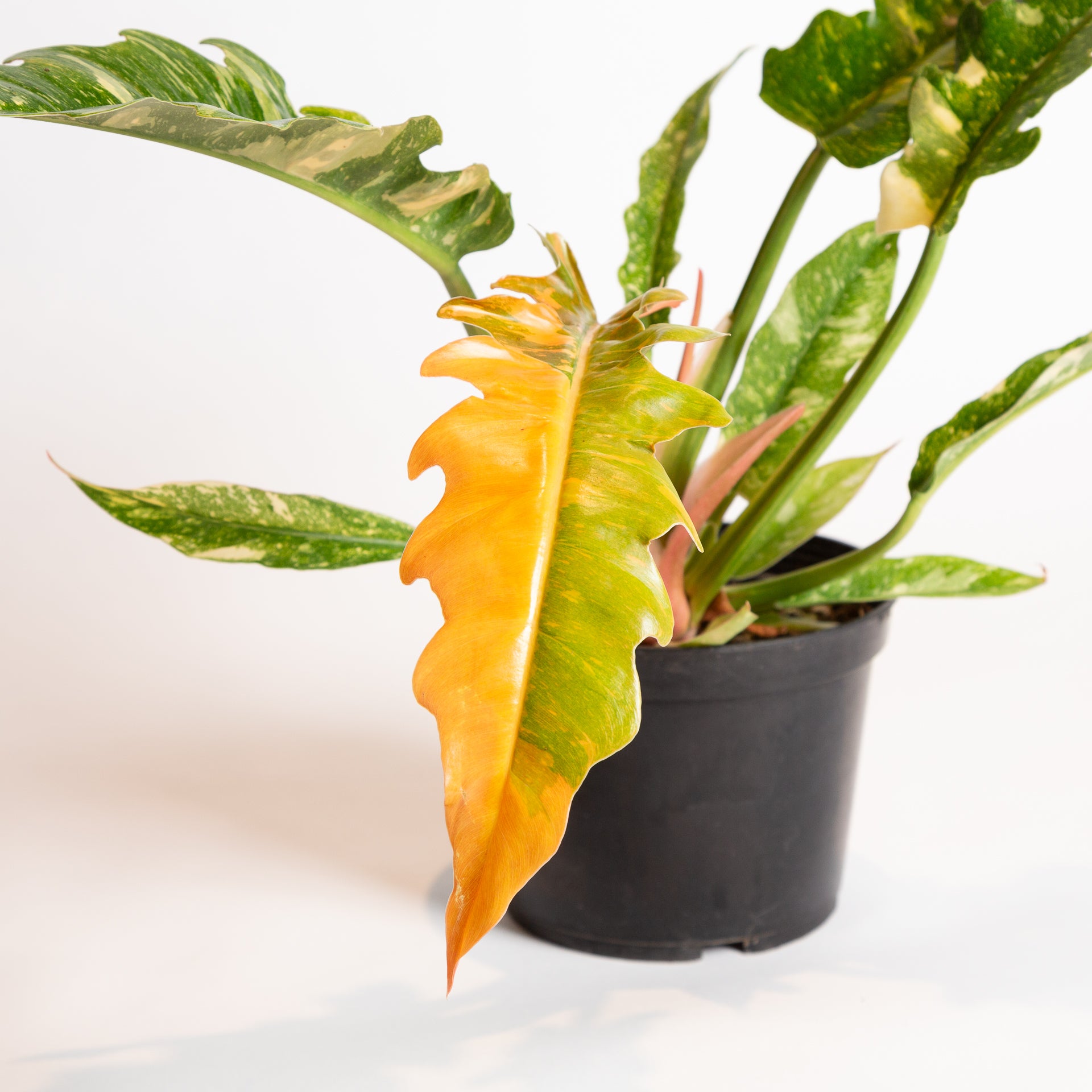 Philodendron 'Ring of Fire' 8 - Urban Sprouts