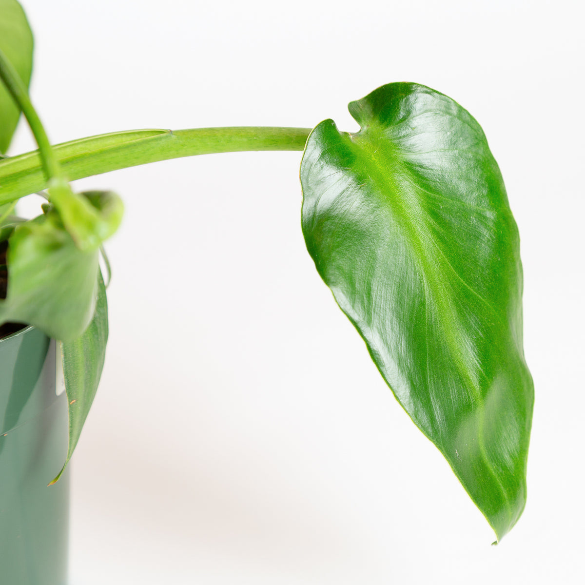 Philodendron Rygosum 8" - Urban Sprouts