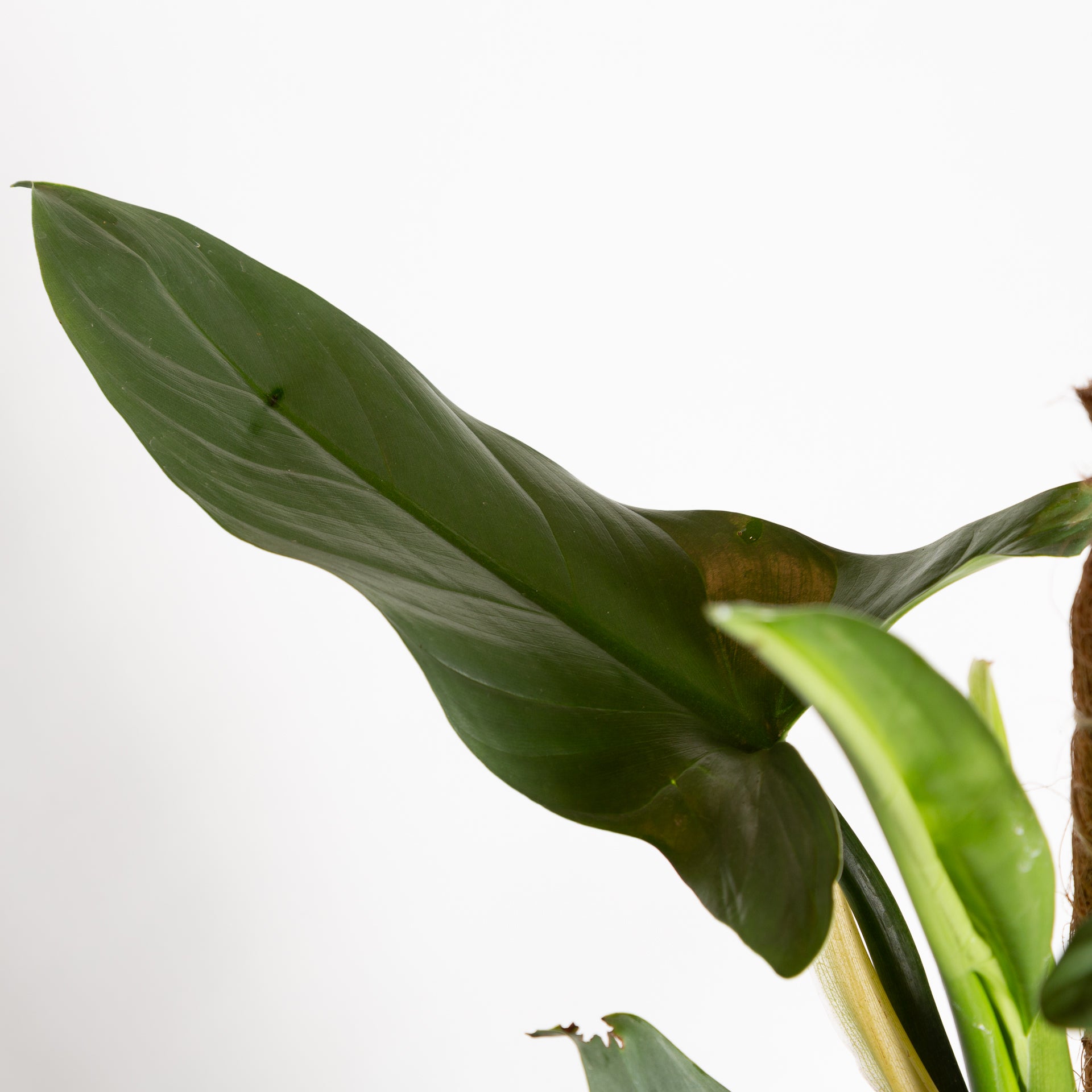 Philodendron 'Silver Sword' 8" - Urban Sprouts