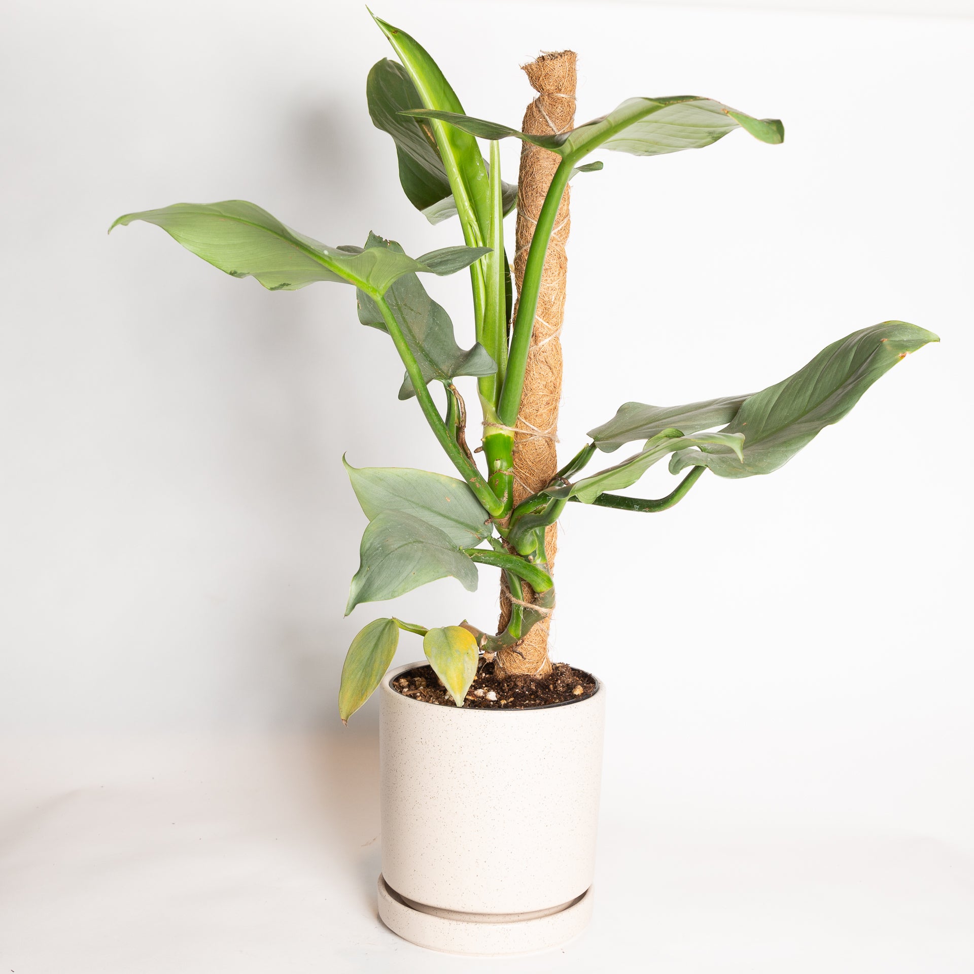 Philodendron 'Silver Sword' 8" - Urban Sprouts