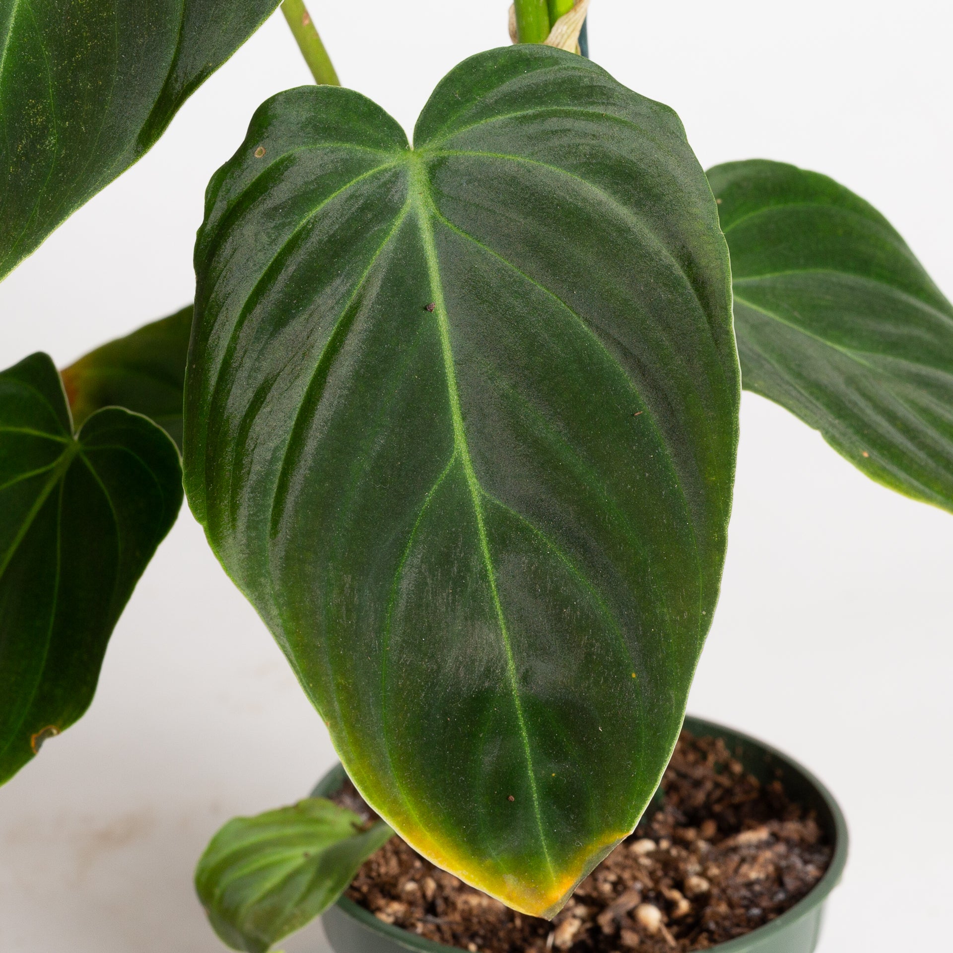 Philodendron 'Splendid' 4"XL