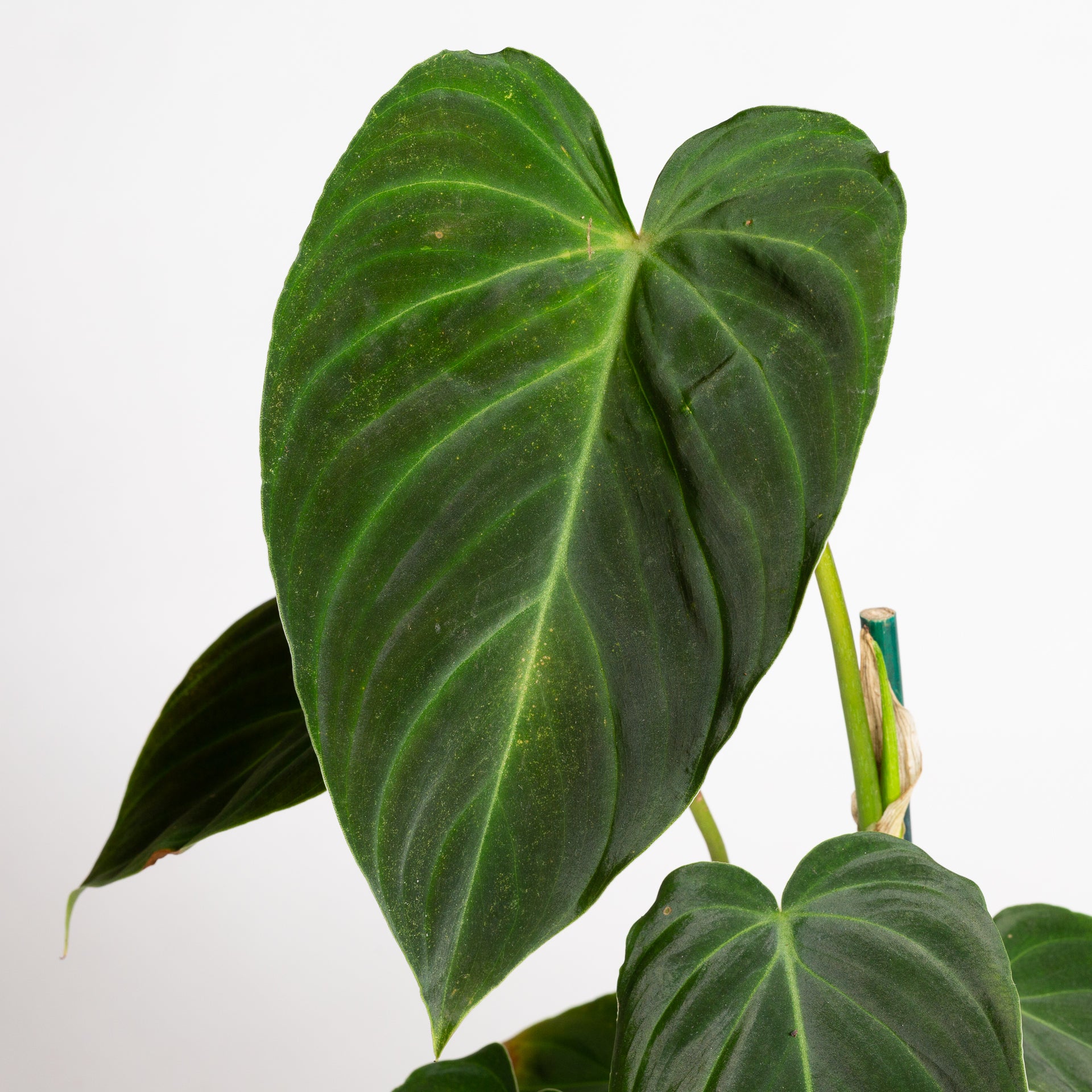 Philodendron 'Splendid' 4"XL