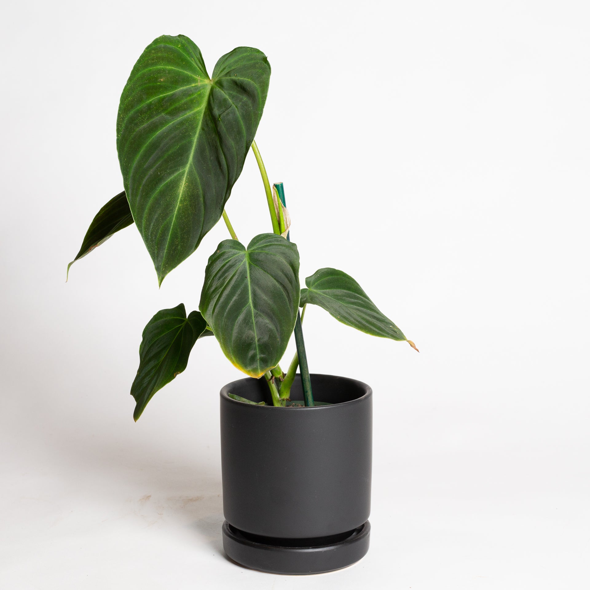 Philodendron 'Splendid' 4"XL