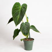 Philodendron 'Splendid' 4"XL
