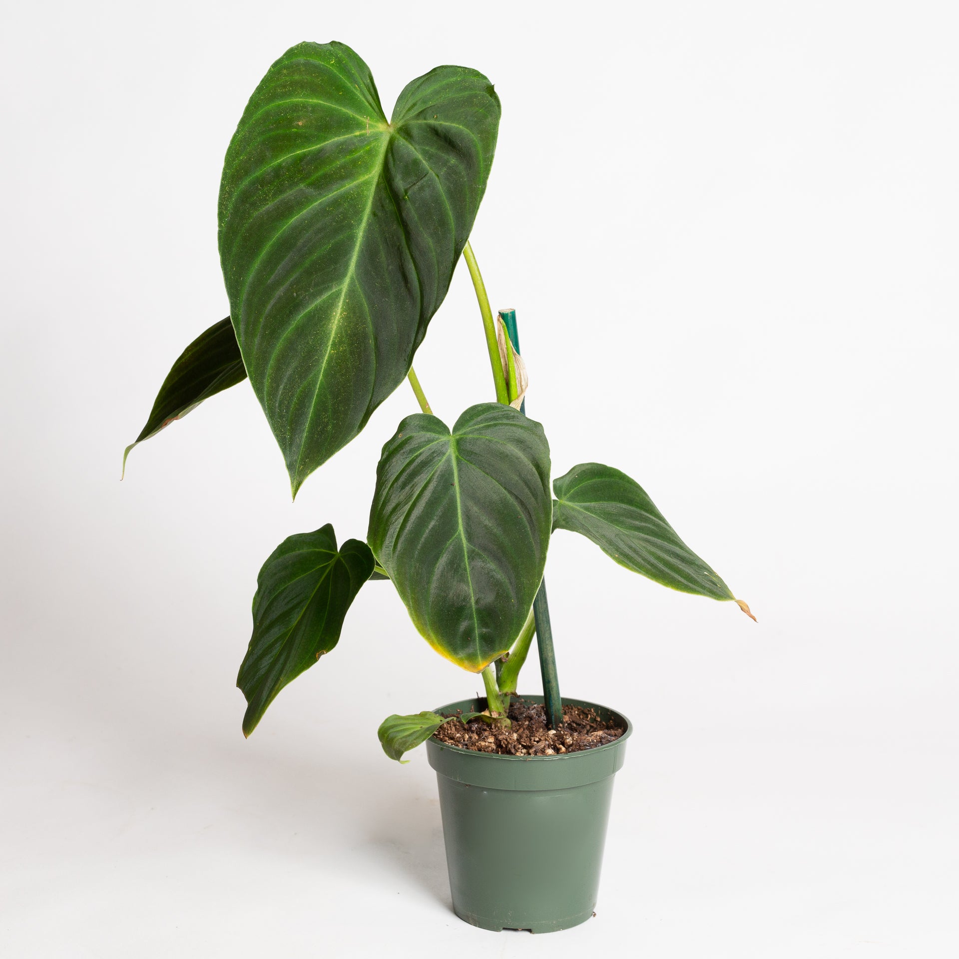 Philodendron 'Splendid' 4"XL