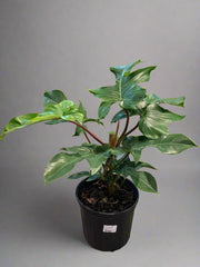 Philodendron 'Squamiferum' 10" - Urban Sprouts