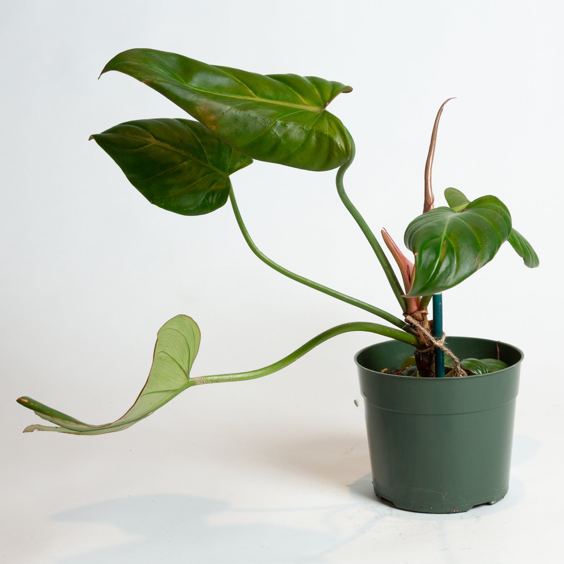 summer glory philodendron Philodendron "Summer Glory' 6"