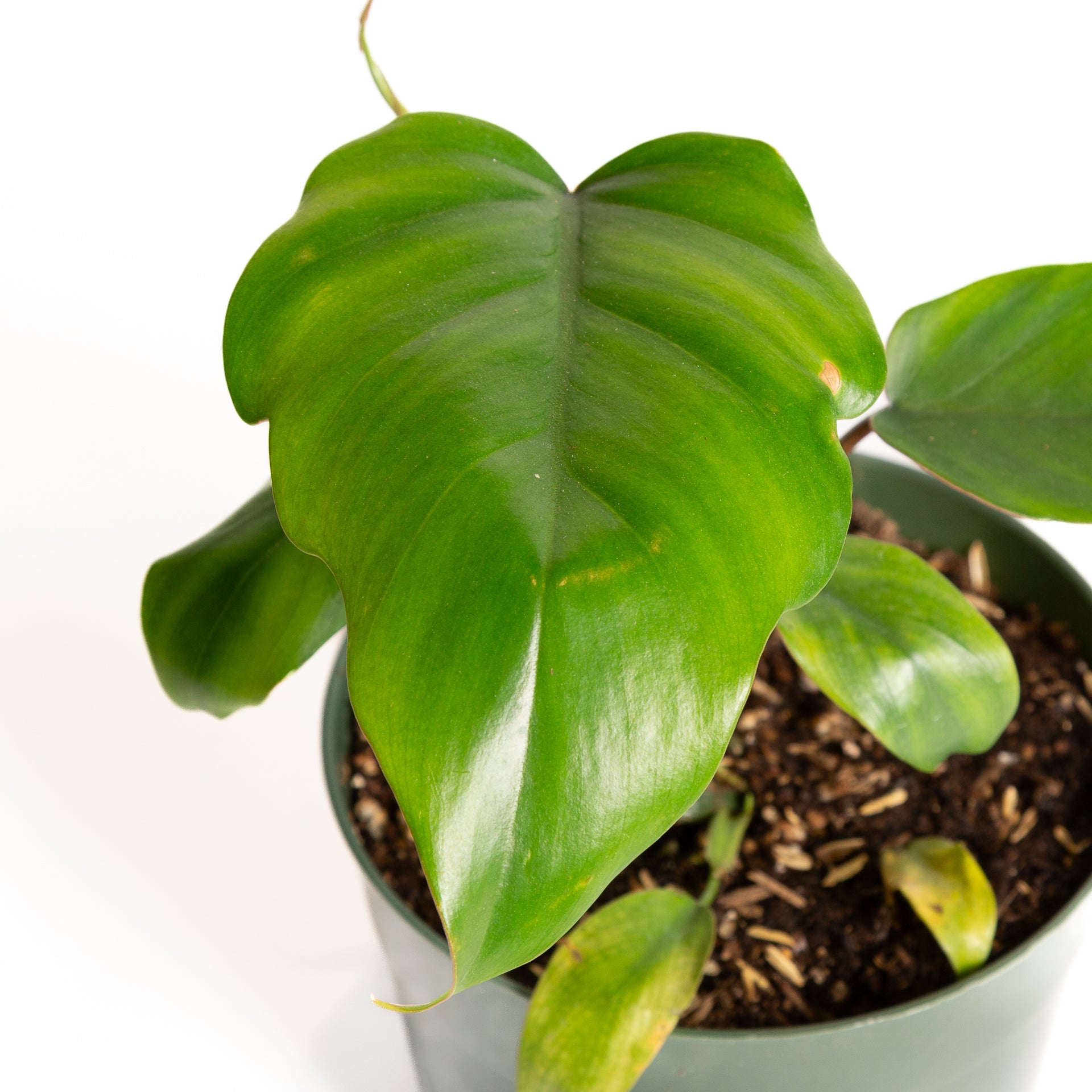 Philodendron 'Tahiti' 6" - Urban Sprouts