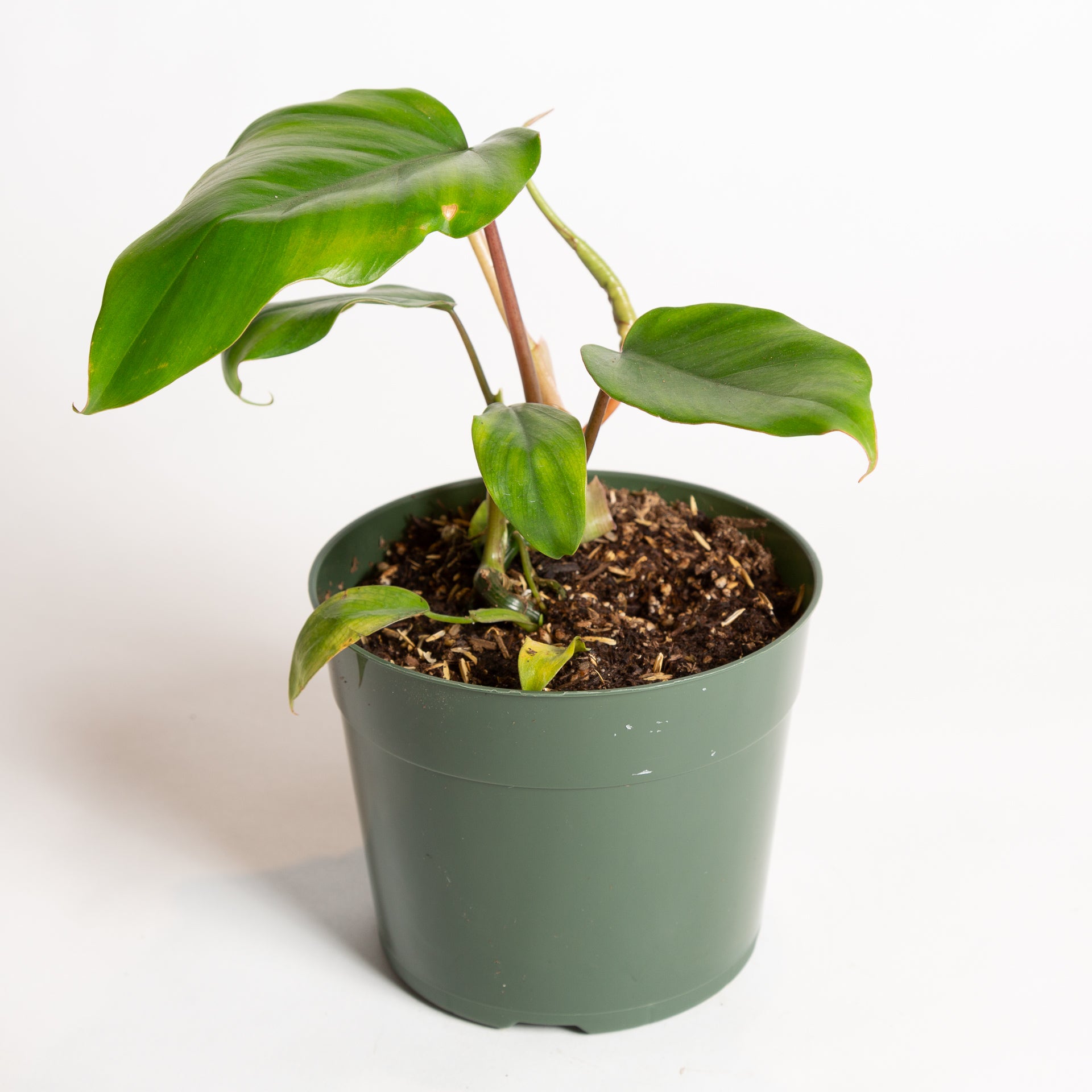 Philodendron 'Tahiti' 6" - Urban Sprouts