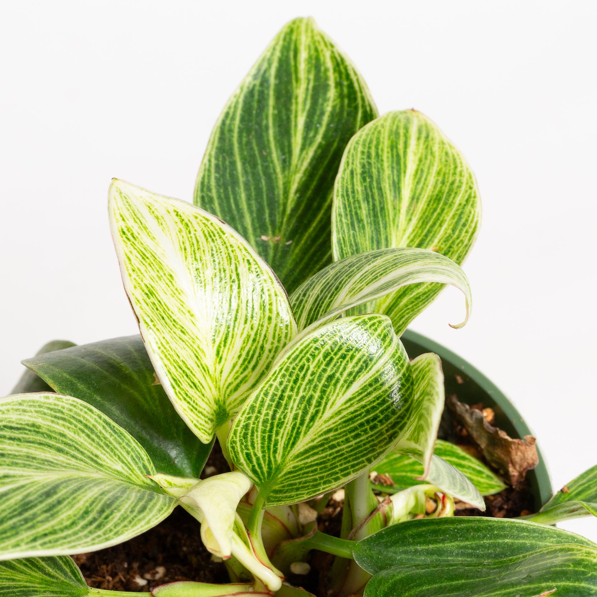 Philodendron 'White Measure' 4"