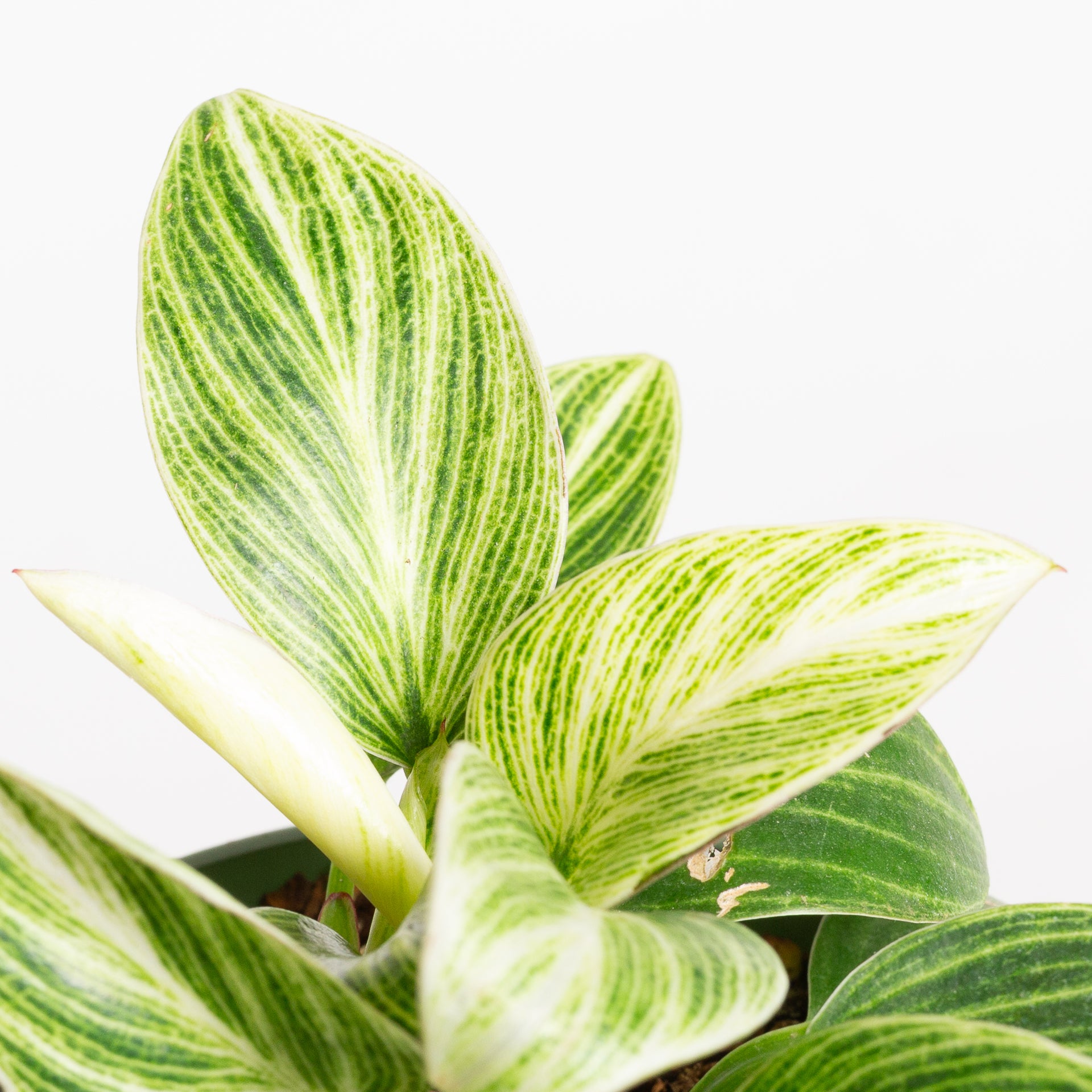 Philodendron 'White Measure' 4" - Urban Sprouts