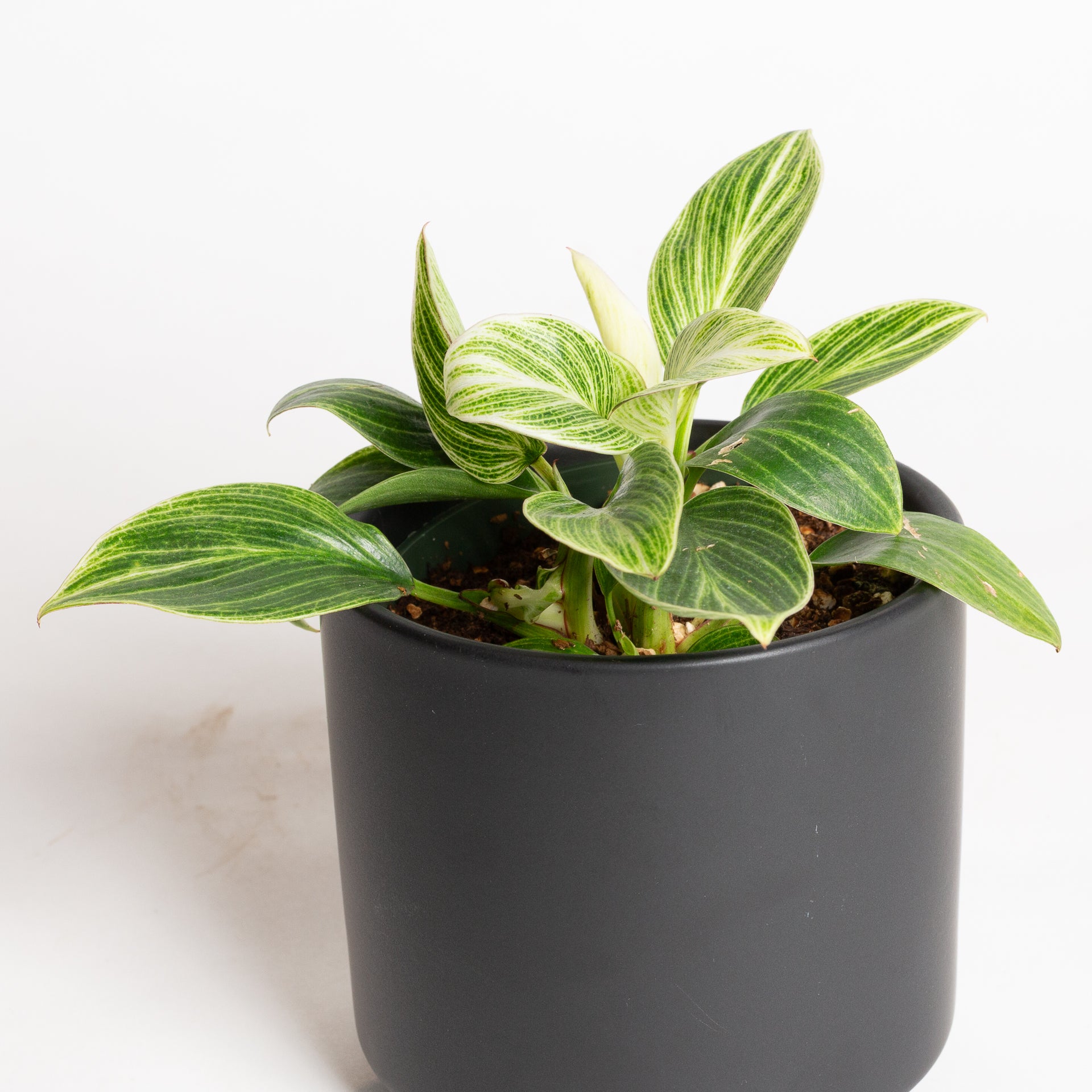 Philodendron 'White Measure' 4" - Urban Sprouts