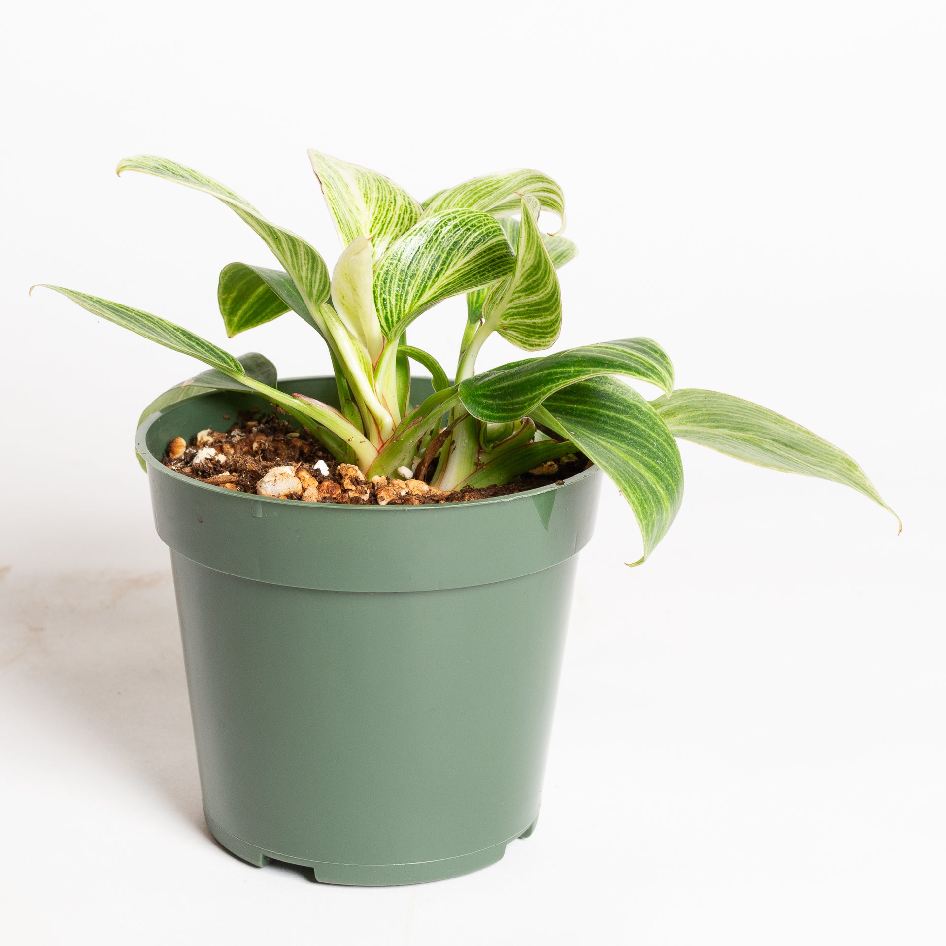 Philodendron 'White Measure' 4"