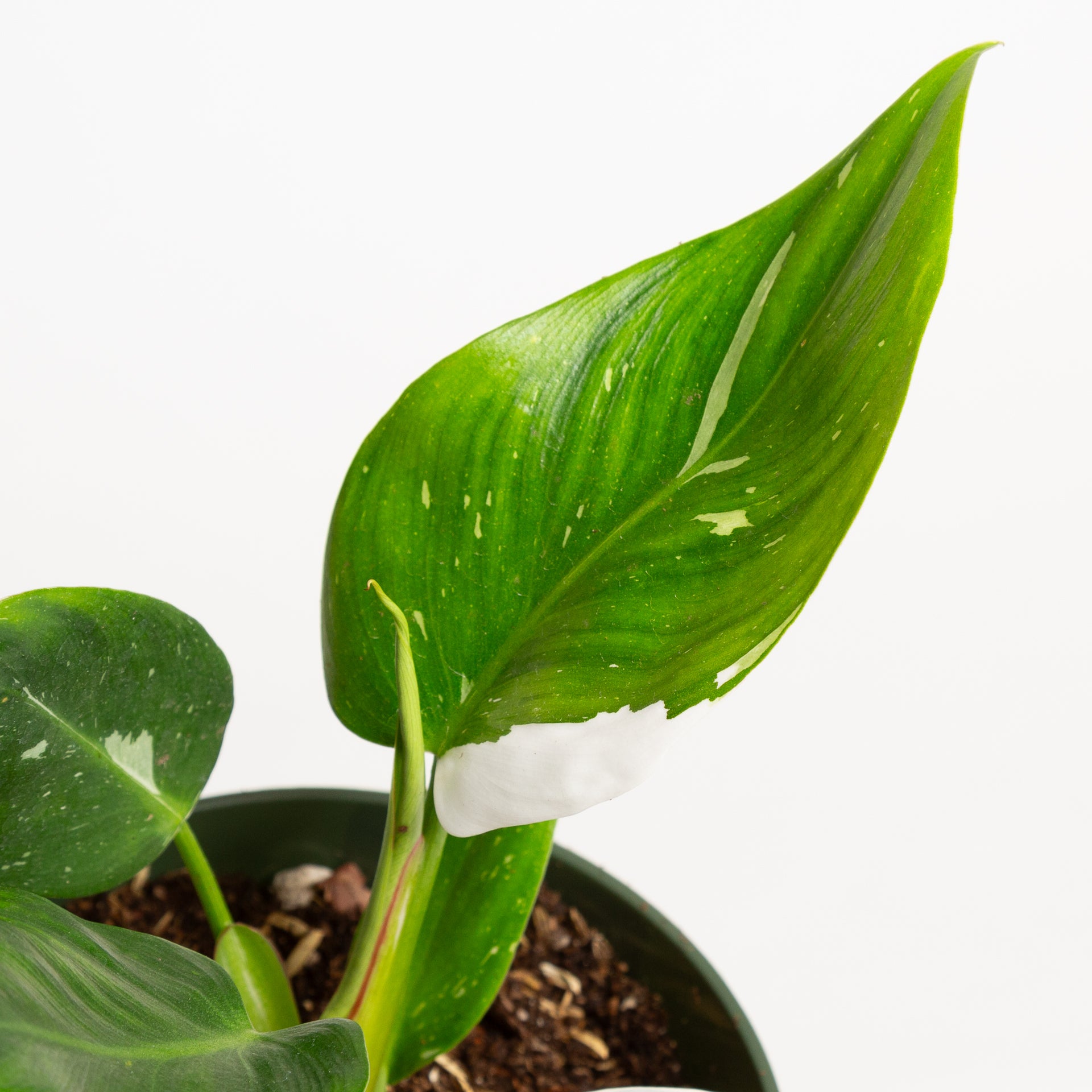 Philodendron 'White Princess' 6" - Urban Sprouts
