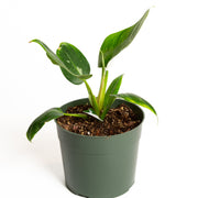 Philodendron 'White Princess' 6" - Urban Sprouts