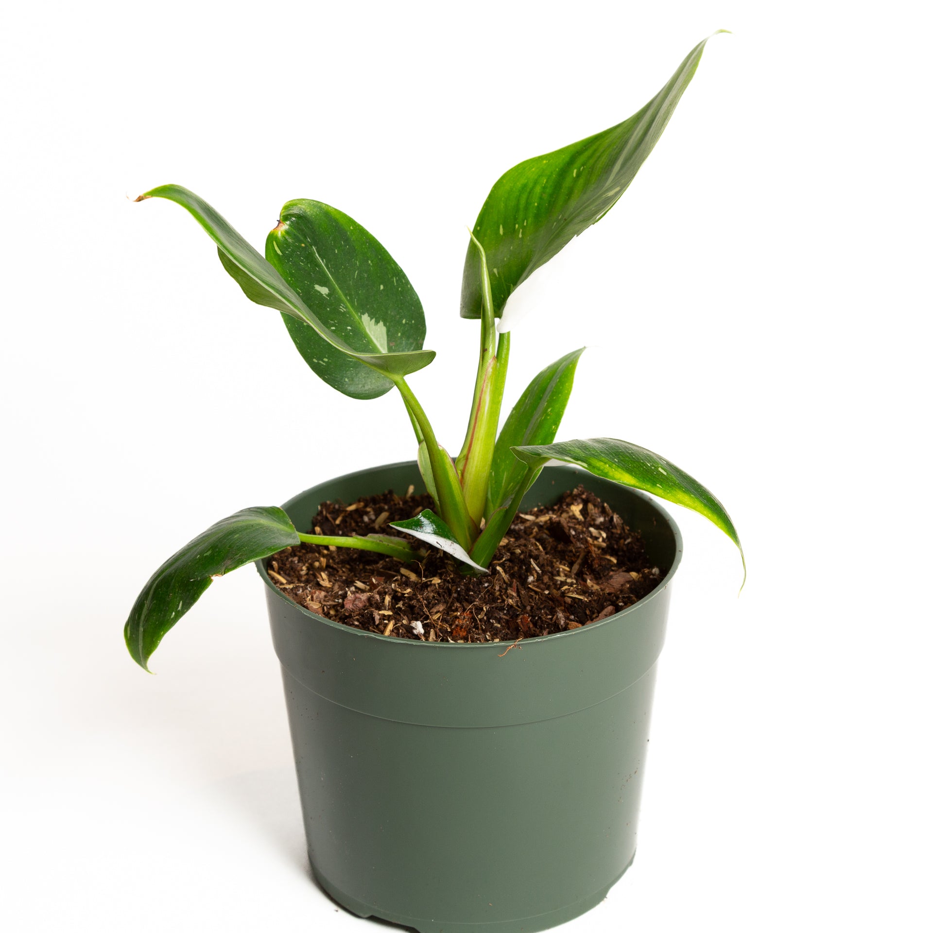 Philodendron 'White Princess' 6" - Urban Sprouts