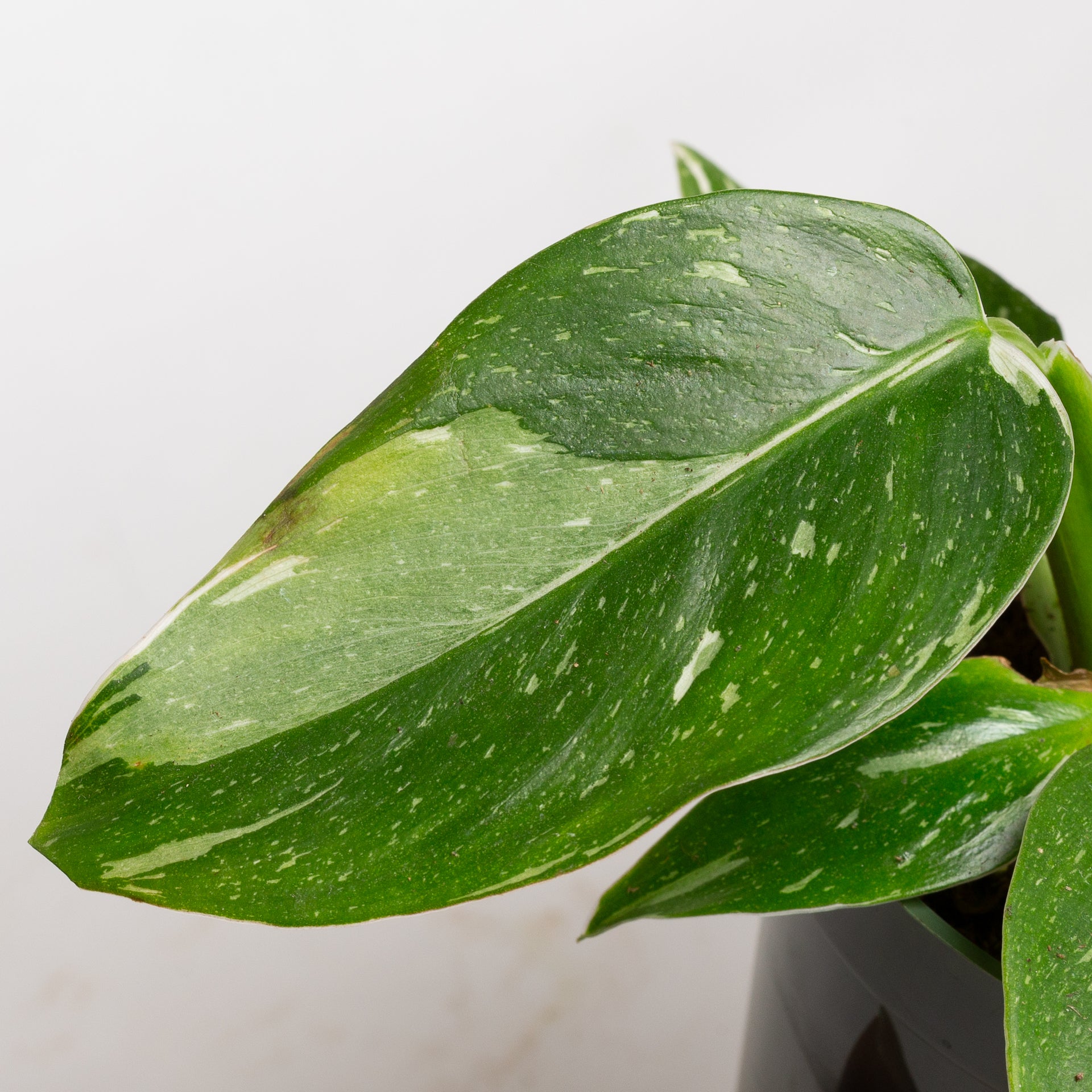 Philodendron 'White Wizard' 4"