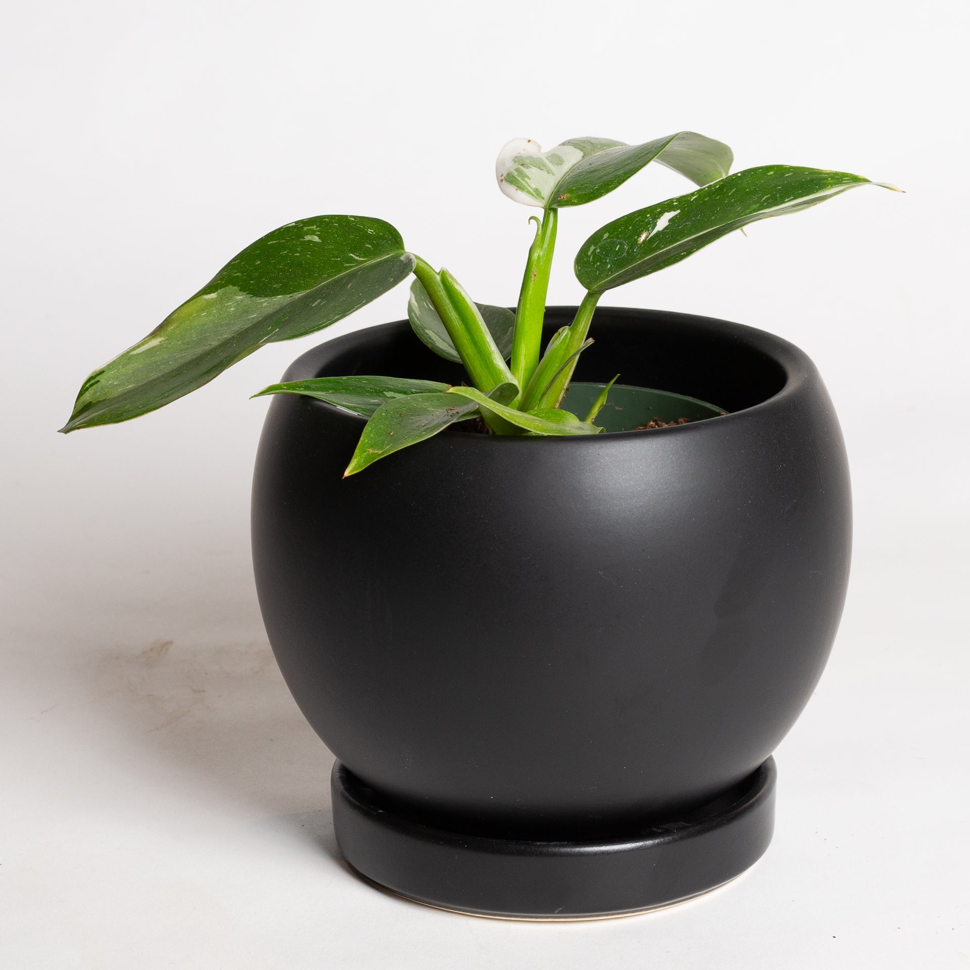 Philodendron 'White Wizard' 4"