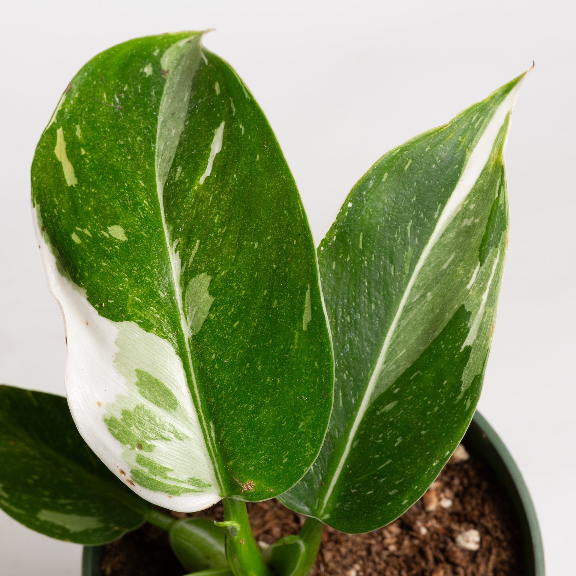 Philodendron 'White Wizard' 4"