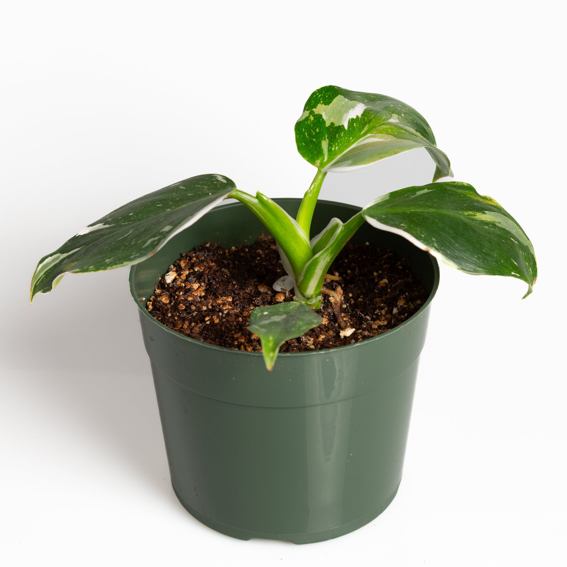 Philodendron 'White Wizard' 6" - Urban Sprouts