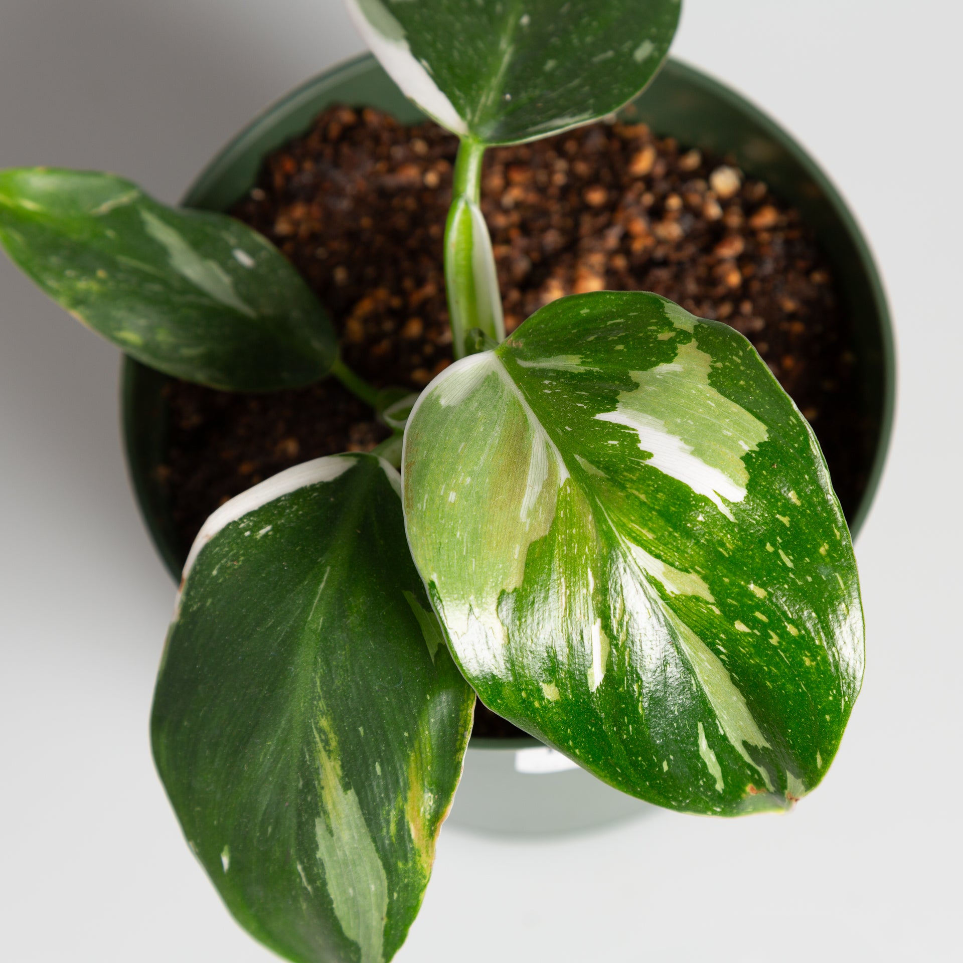 Philodendron 'White Wizard' 6" - Urban Sprouts