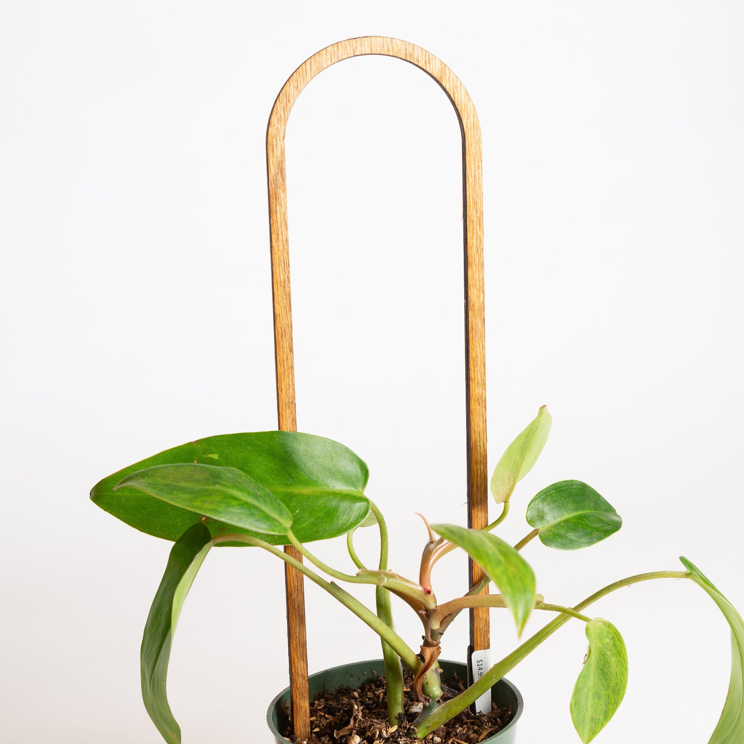 12" Arch Trellis - Walnut - Urban Sprouts