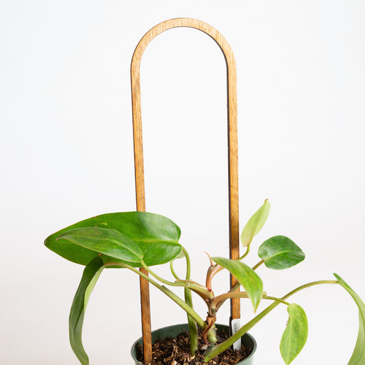 7" Arch Trellis - Walnut - Urban Sprouts