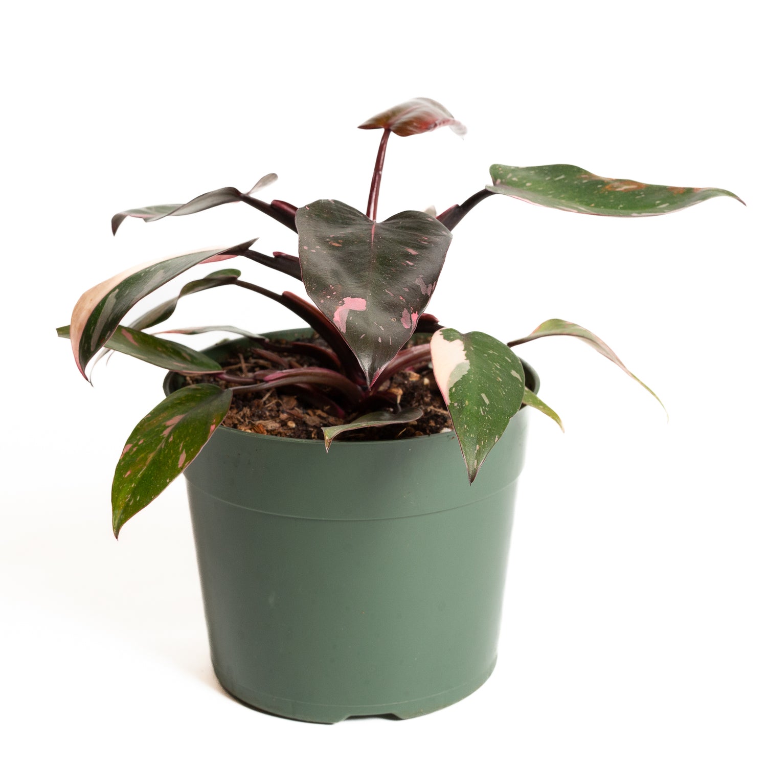 Philodendron 'Pink Princess - Pink Marble' 6"