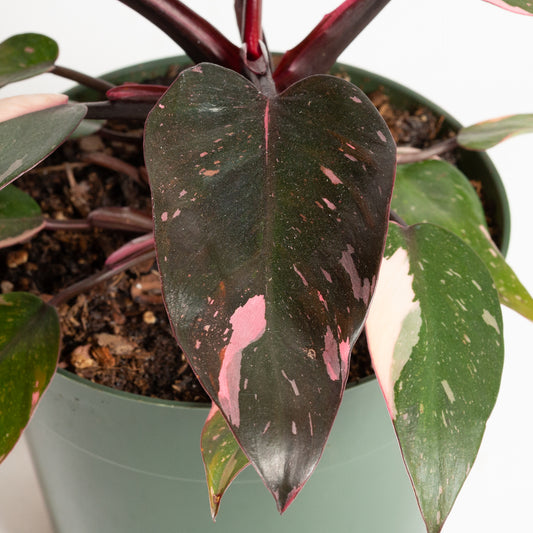 Philodendron 'Pink Princess - Pink Marble' 6"