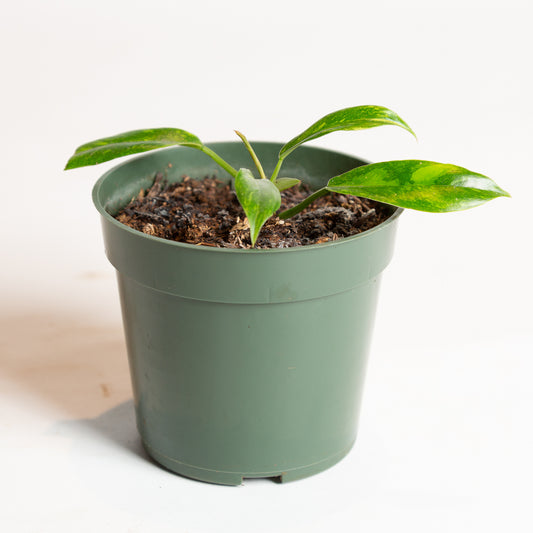 Philodendron 'Ring of Fire' 4" - Urban Sprouts