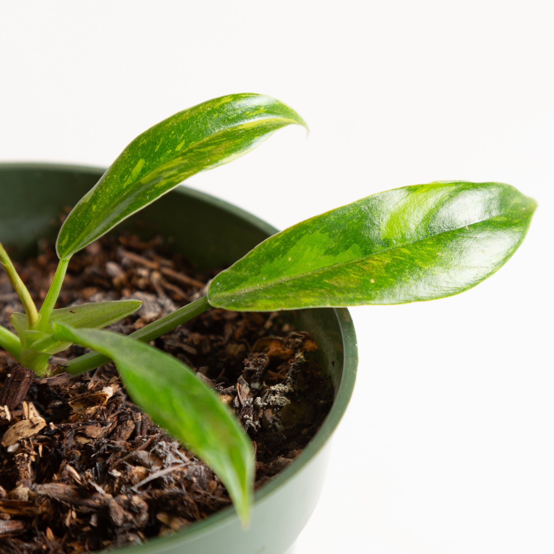 Philodendron 'Ring of Fire' 4" - Urban Sprouts