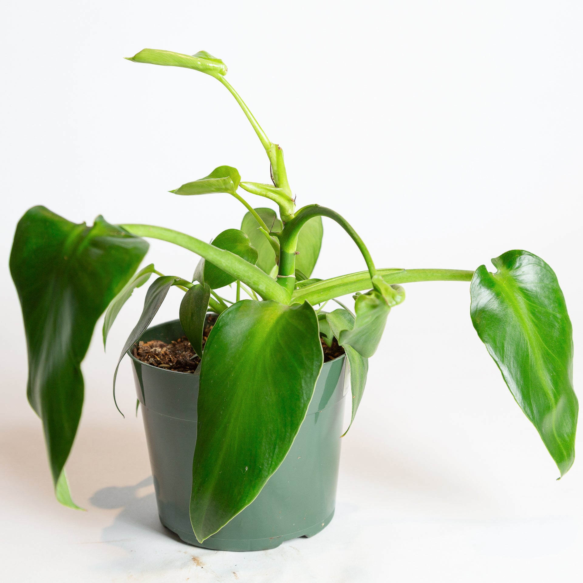 Philodendron Rygosum 8" - Urban Sprouts